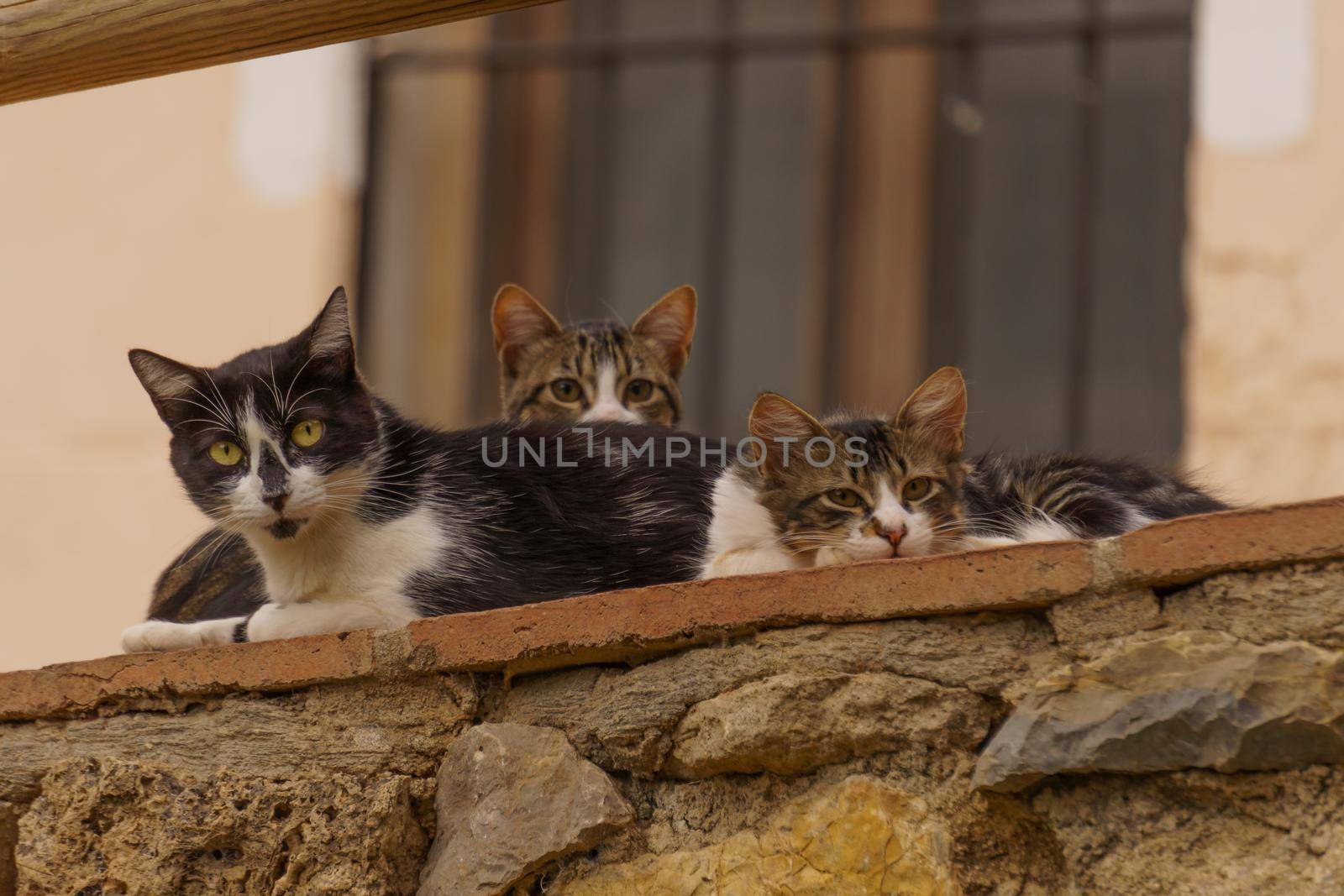 group of stray cats lying on a stone wall looking at the camera
