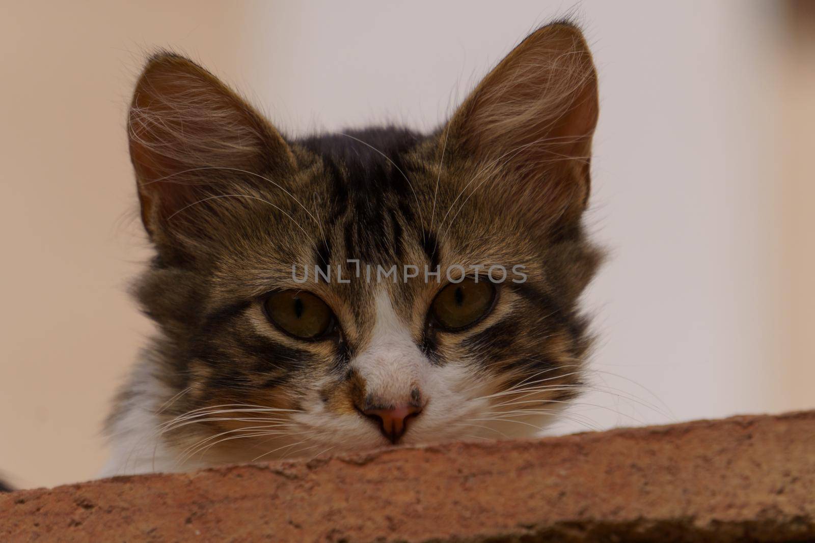 close-up of the face of a common stray cat resting on a brick wall