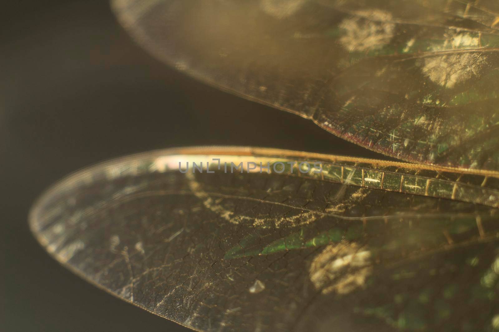 Macro photography of Dragonfly wings on black background by soniabonet