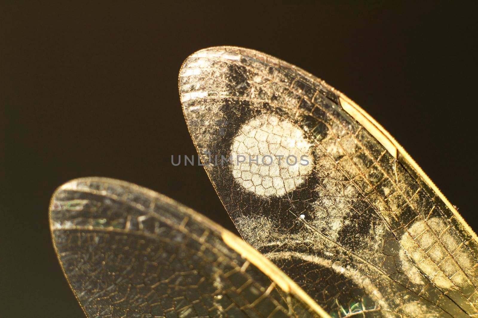 Beautiful Macro photography of Dragonfly wings on black background