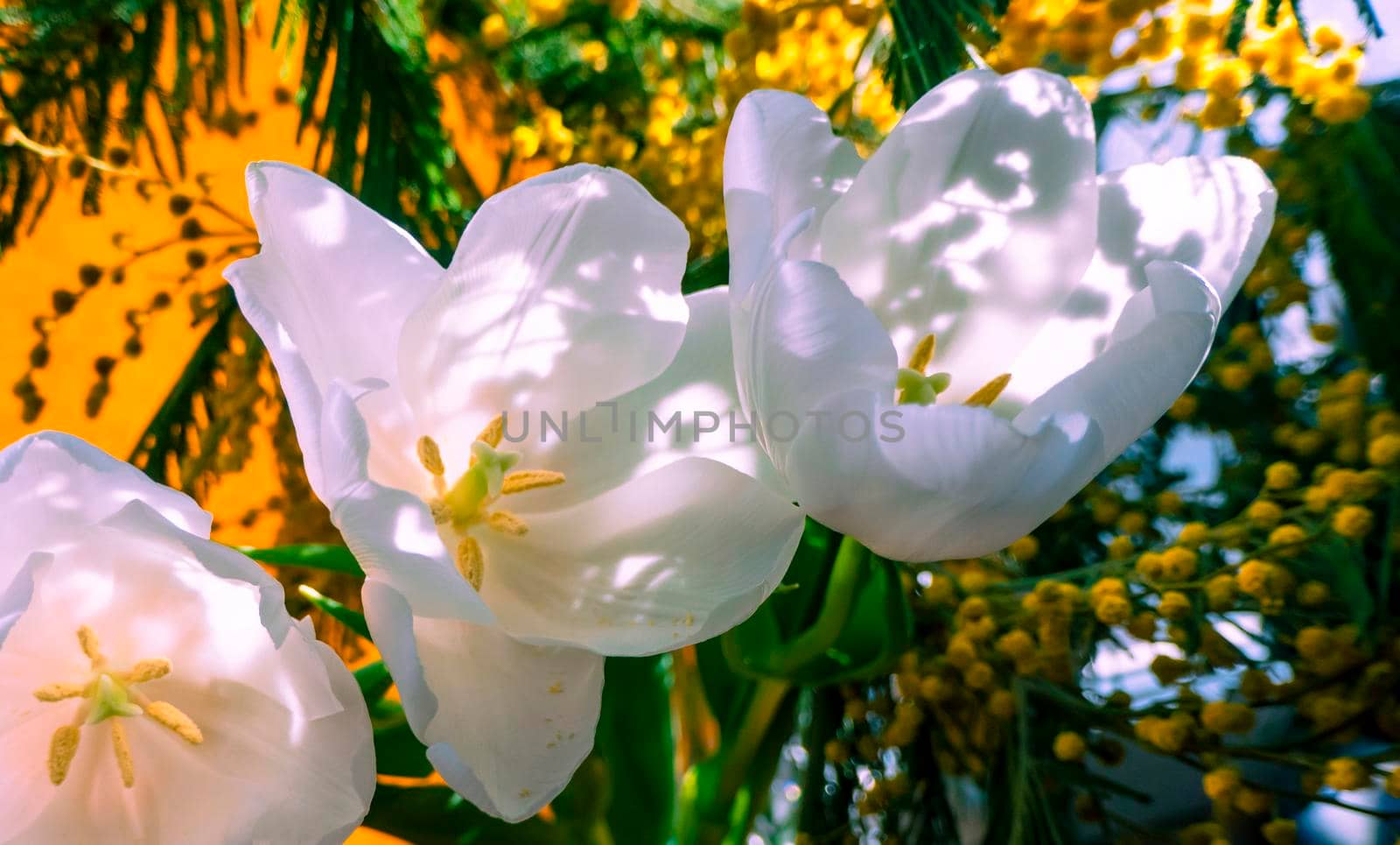 spring greeting card with flowers: white tulips and mimosa on a orange or yellow background. The concept of sunny spring, tenderness, femininity.