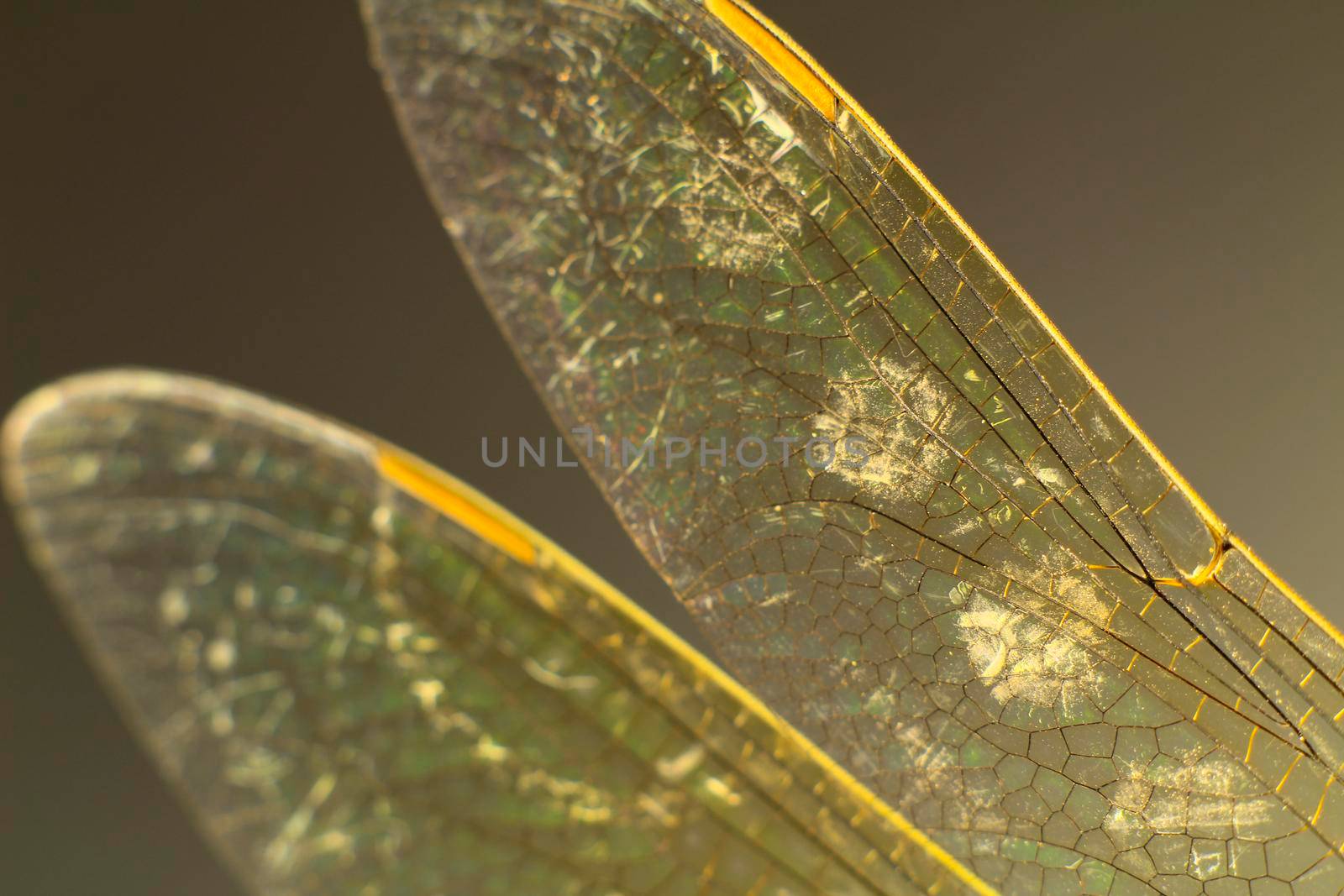 Macro photography of Dragonfly wings on black background by soniabonet