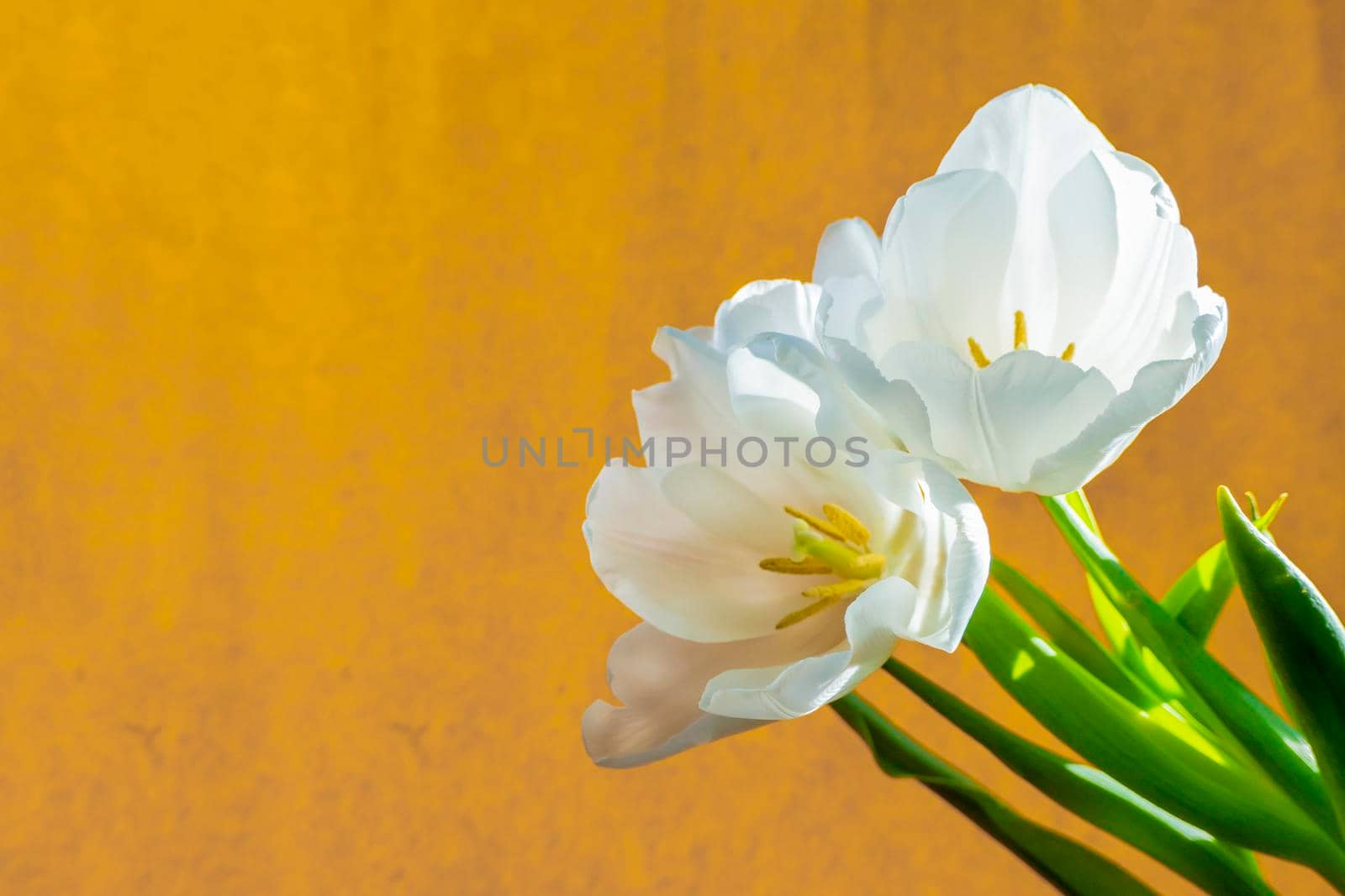 spring greeting card with flowers: white tulips on a orange or yellow background. The concept of spring, tenderness, femininity. banner with copy space