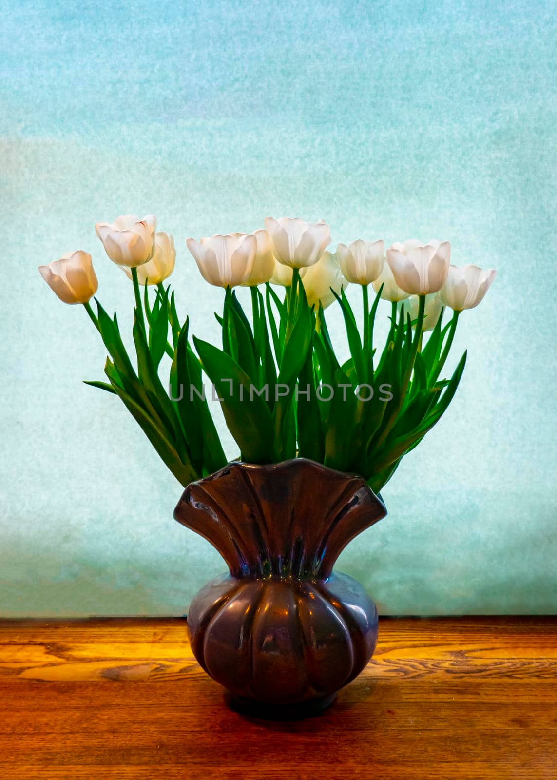 white tulip on a blue background by kajasja