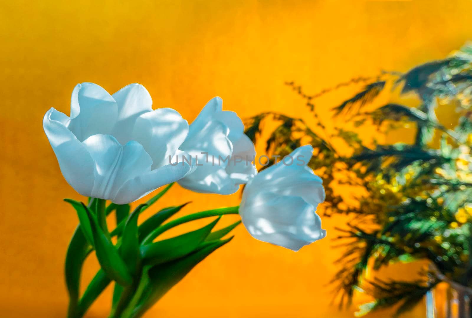 spring greeting card with flowers: white tulips and mimosa on a orange or yellow background. The concept of sunny spring, tenderness, femininity.