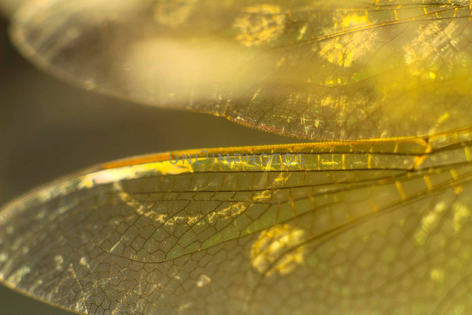 Beautiful Macro photography of Dragonfly wings on black background