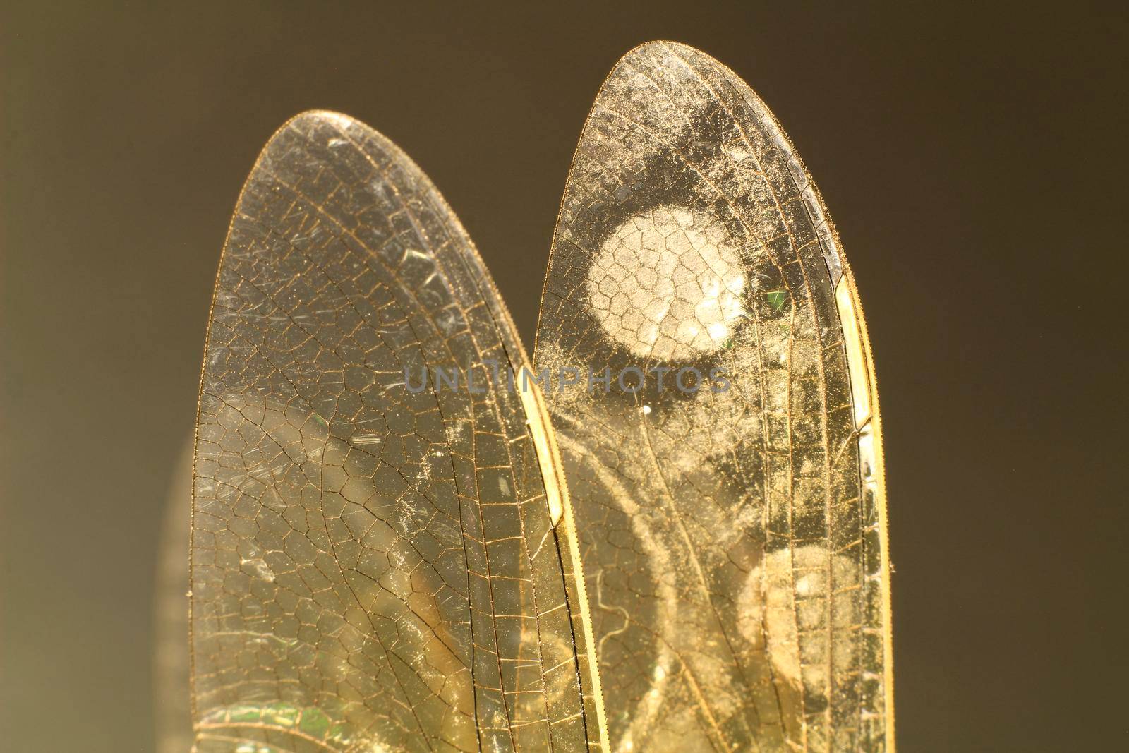 Macro photography of Dragonfly wings on black background by soniabonet