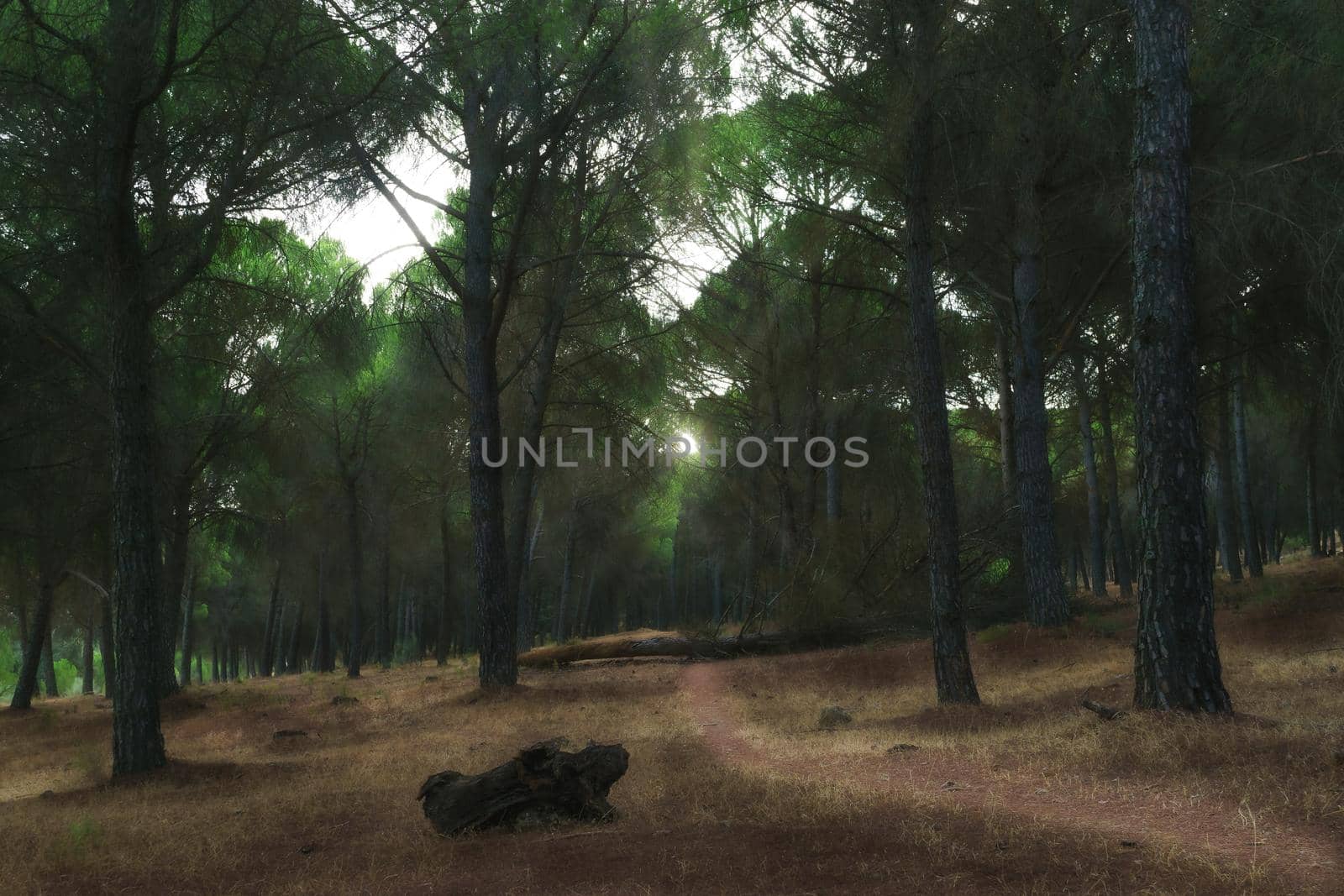 magical landscape of a pine forest with a trail at sunrise by joseantona