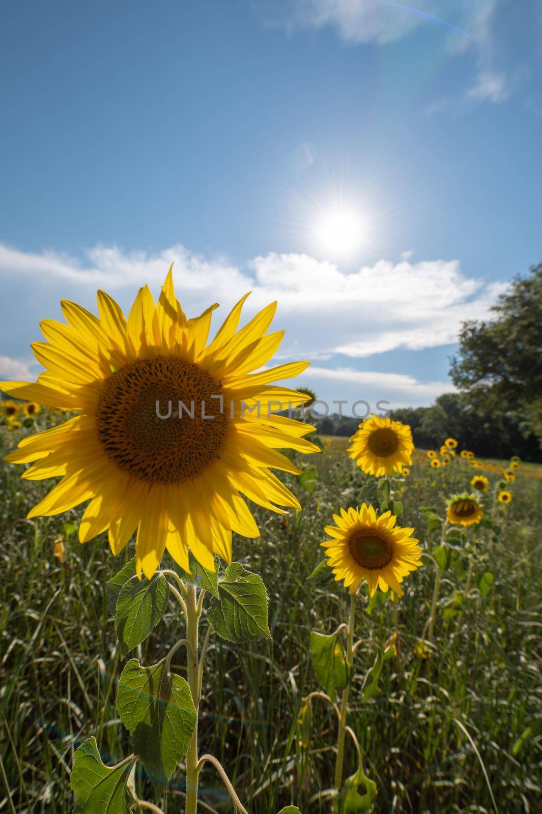 Sunflowers receive the beautiful afternoon sun