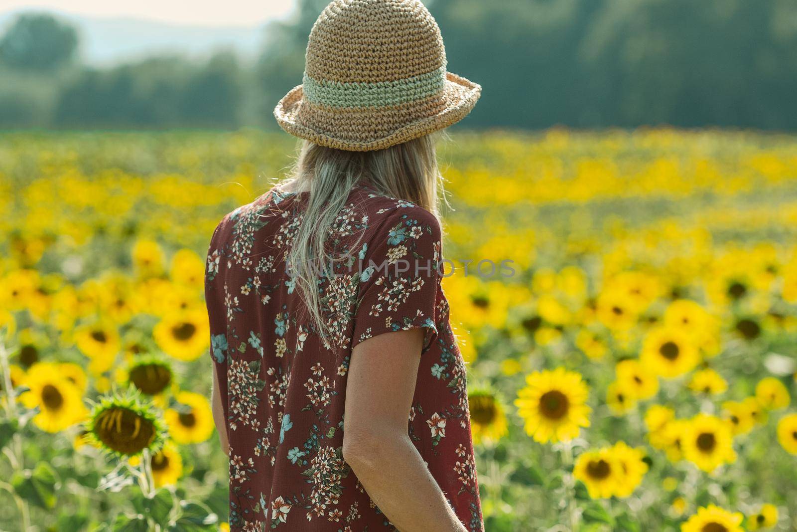 Woman among the sunflowers receive the beautiful afternoon sun.