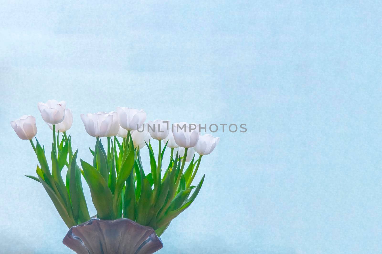spring greeting card with flowers: white tulips on a sky-blue background. The concept of spring, tenderness, femininity. copy space