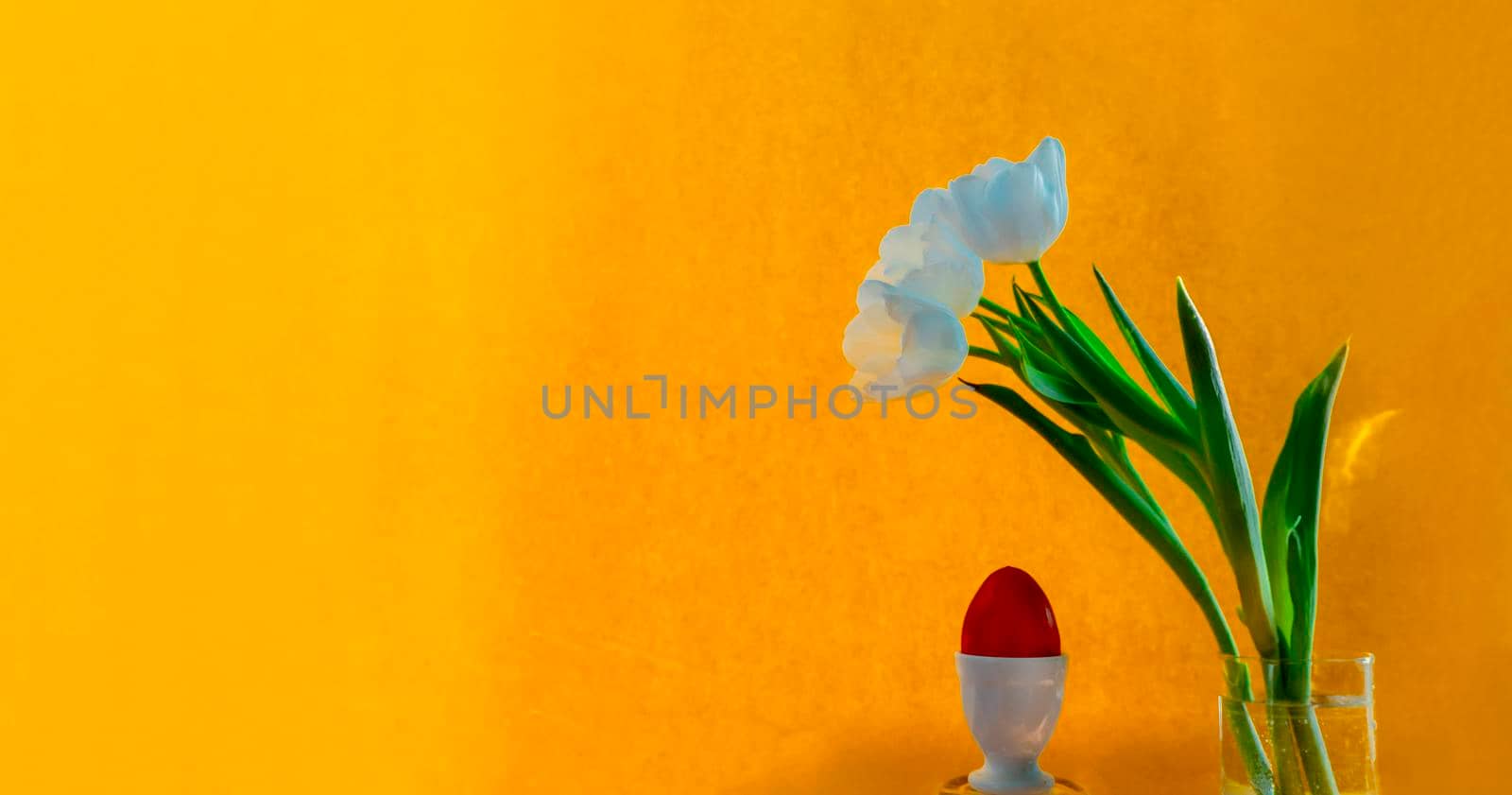 spring greeting card with flowers: white tulips and red easter egg on a orange or yellow background. The concept of spring and easter. banner with copy space