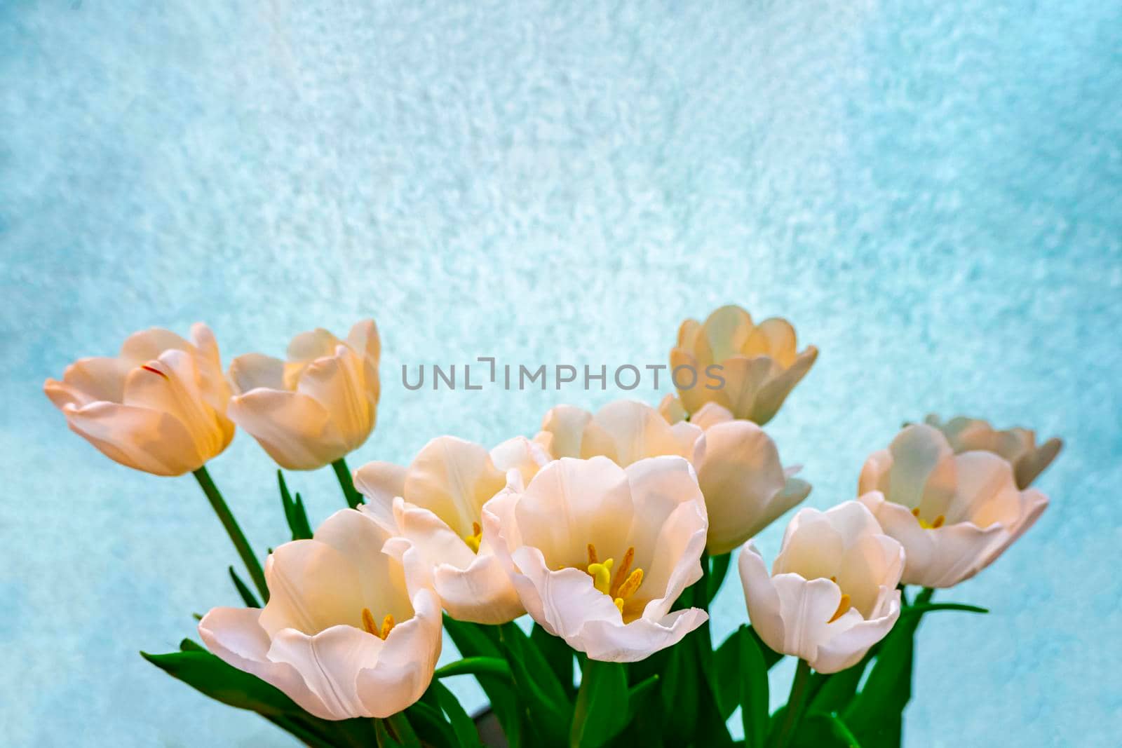 spring greeting card with flowers: white tulips on a sky-blue background. The concept of spring, tenderness, femininity. copy space