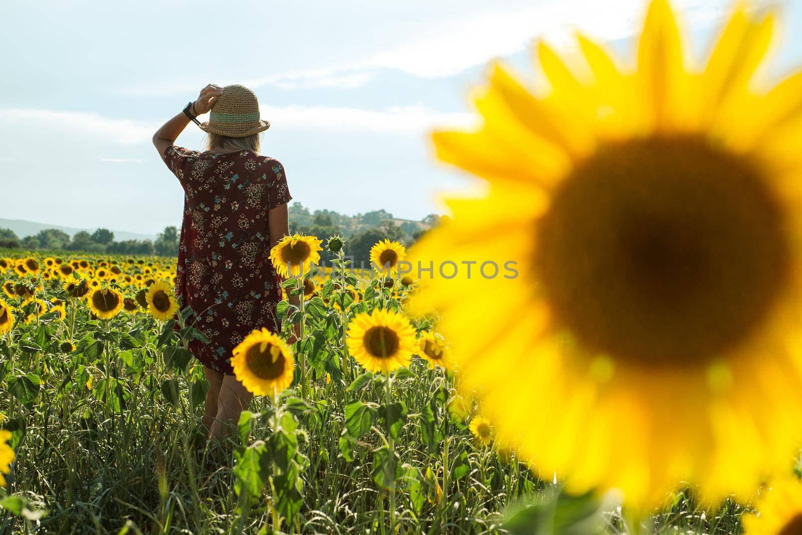 Woman among the sunflowers receive the beautiful afternoon sun. by martinscphoto