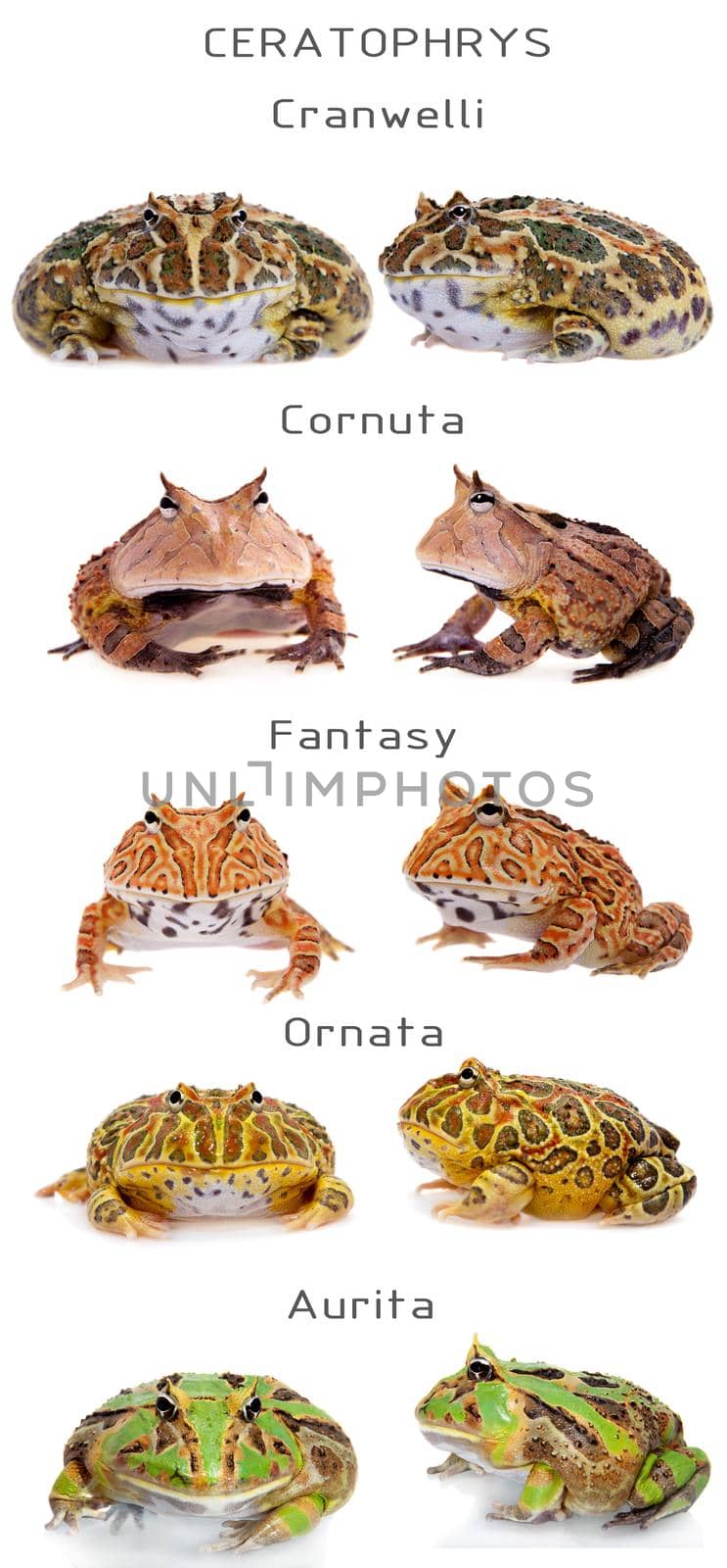 The pacman frogs set white by RosaJay
