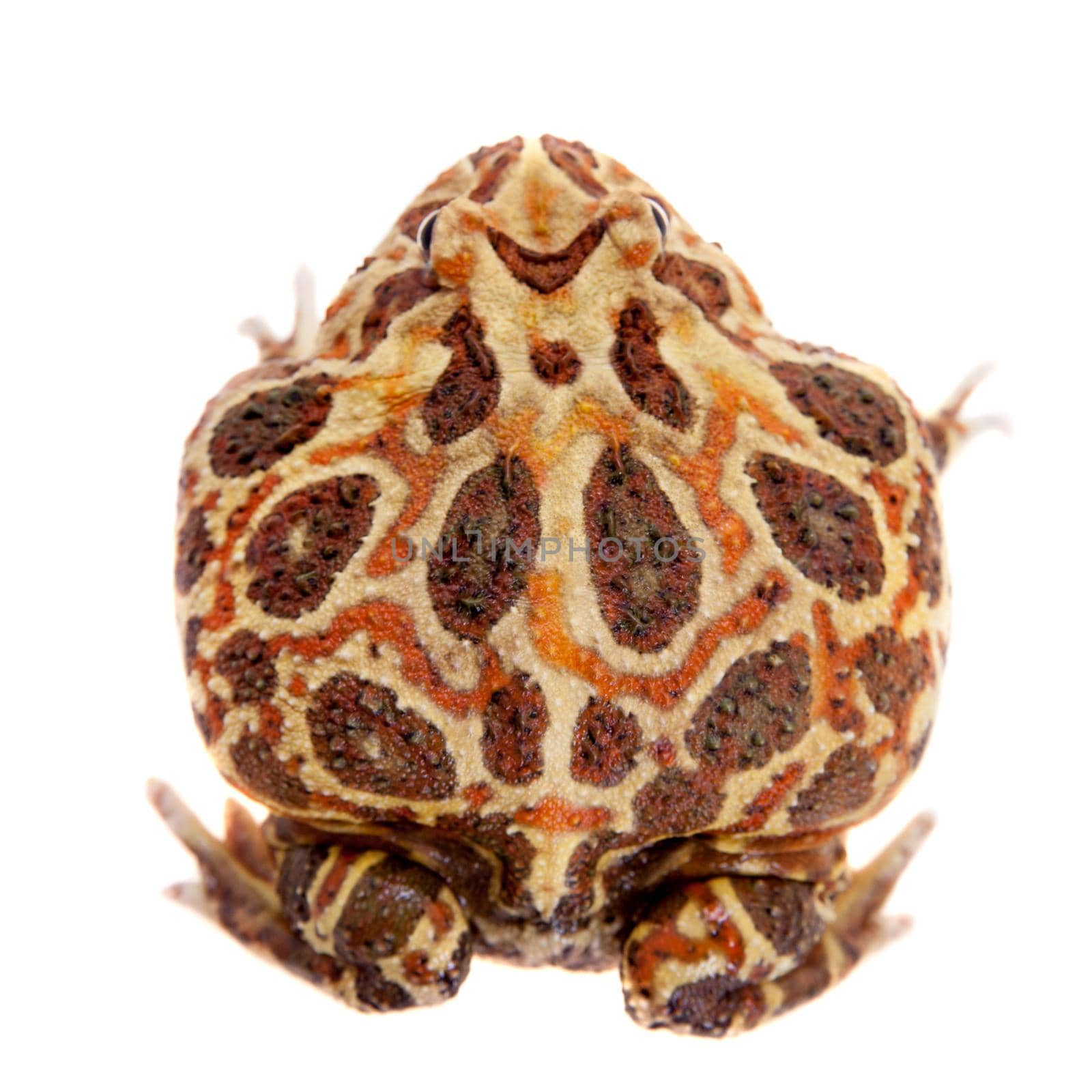 The Cranwell's horned frog, Ceratophrys cranwelli, isolated on white background