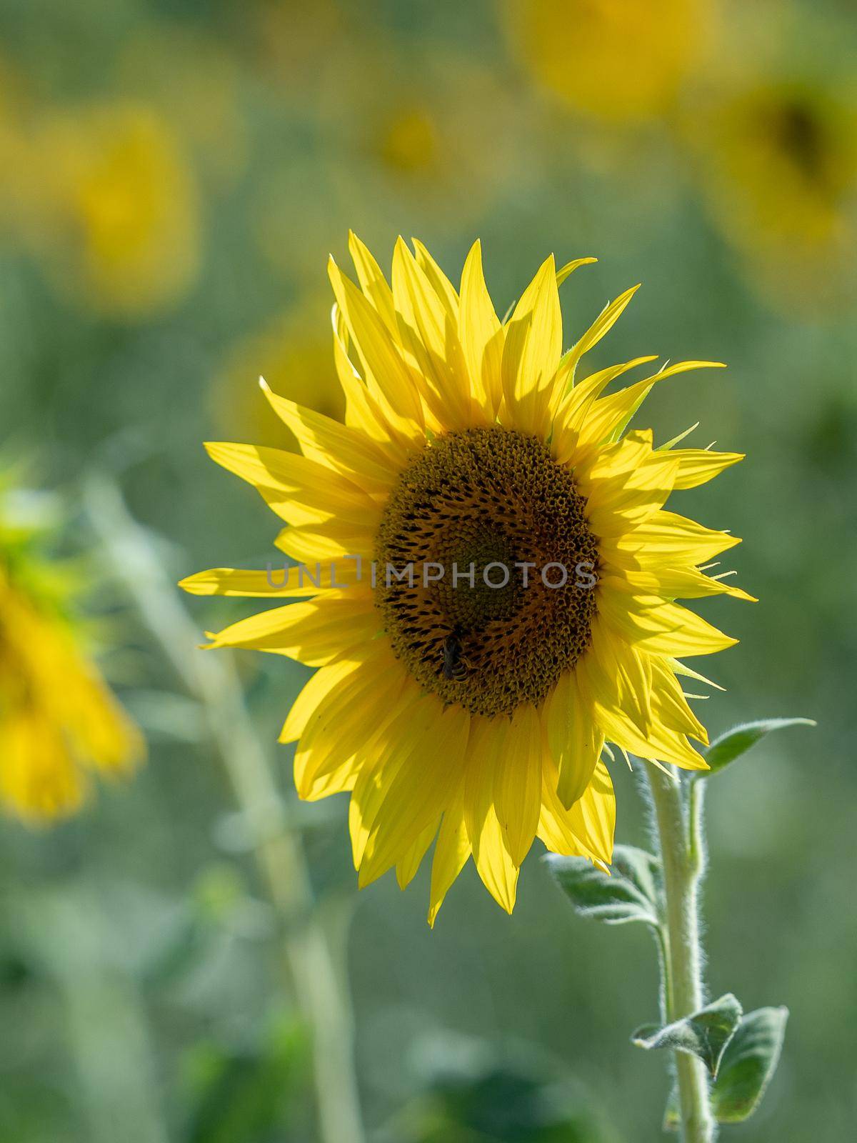 Sunflowers receive the beautiful afternoon sun