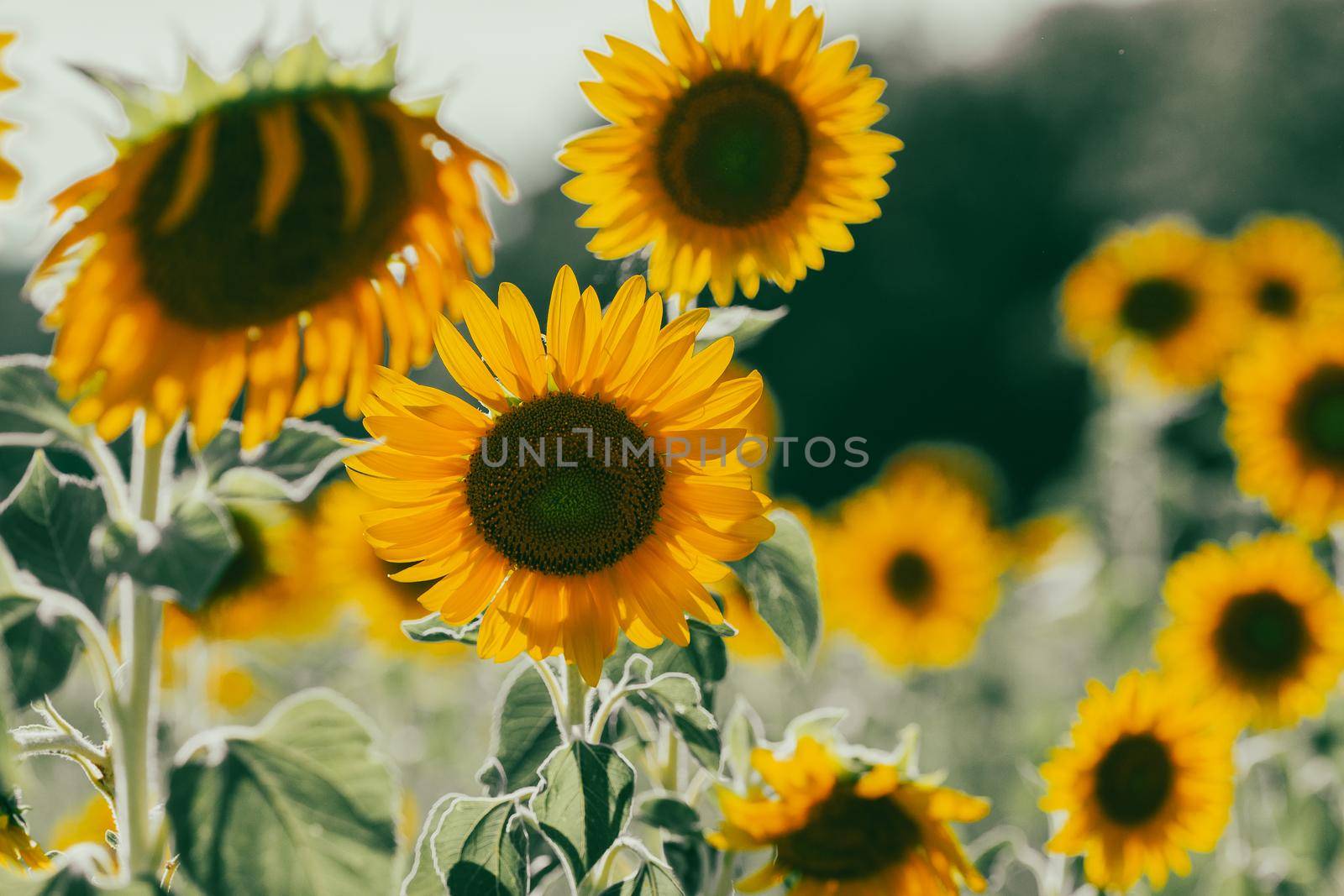 Sunflowers receive the beautiful afternoon sun