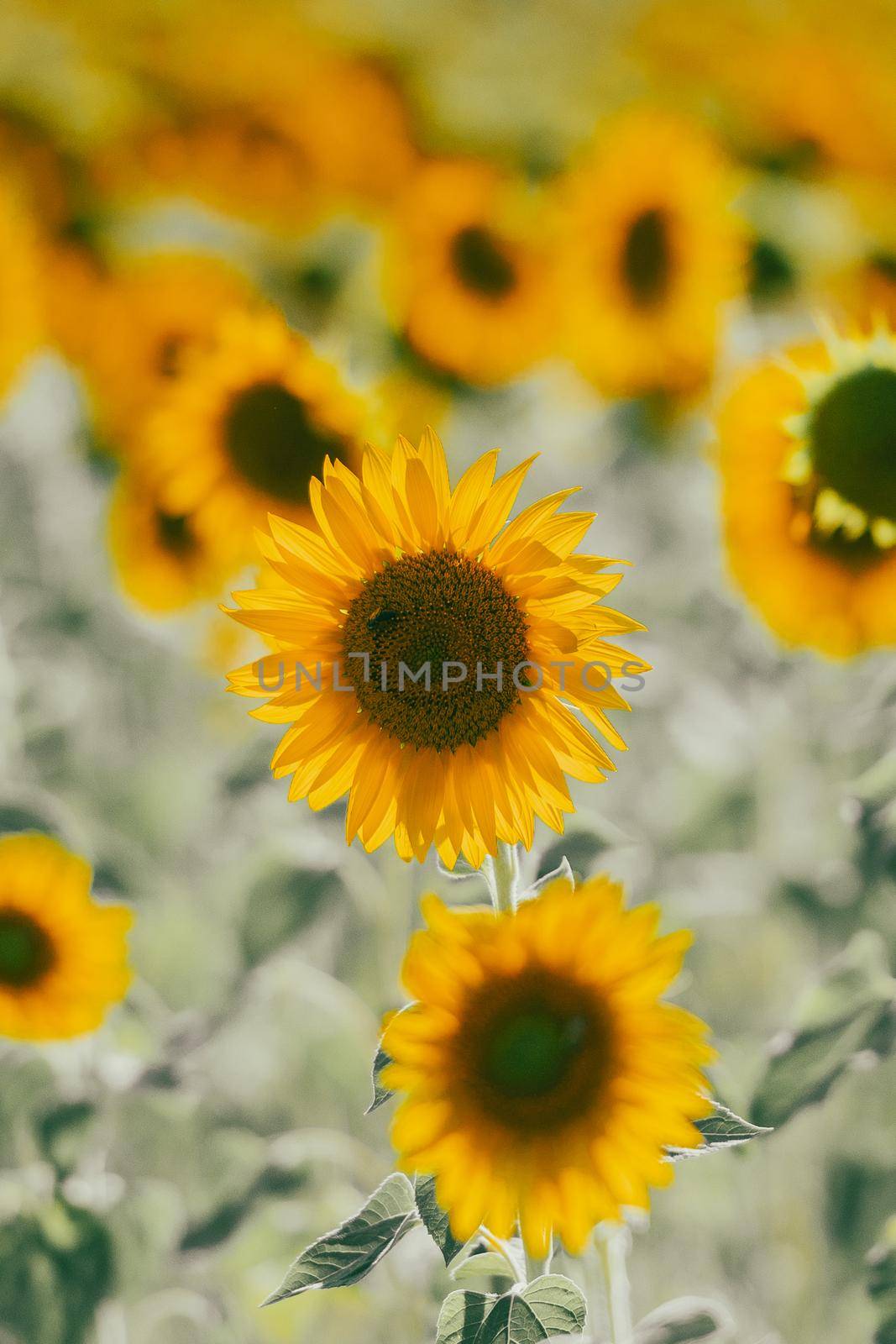 Sunflowers receive the beautiful afternoon sun