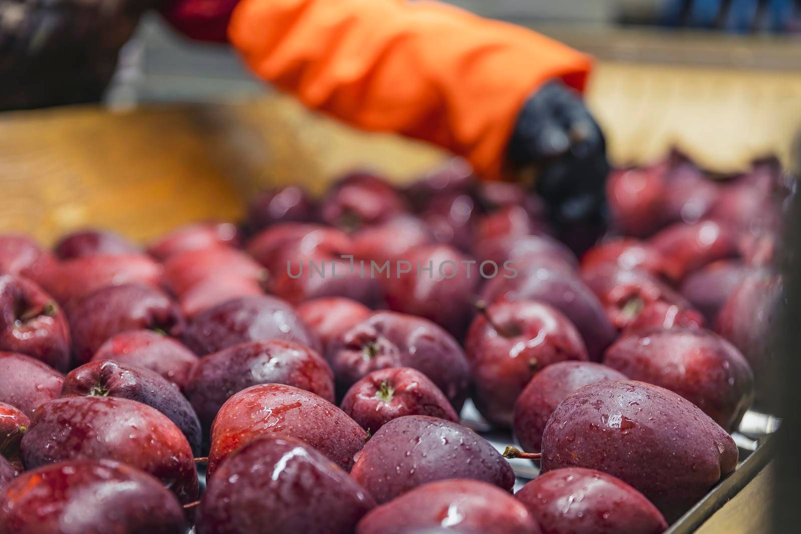 quality control of apples at the factory by zokov