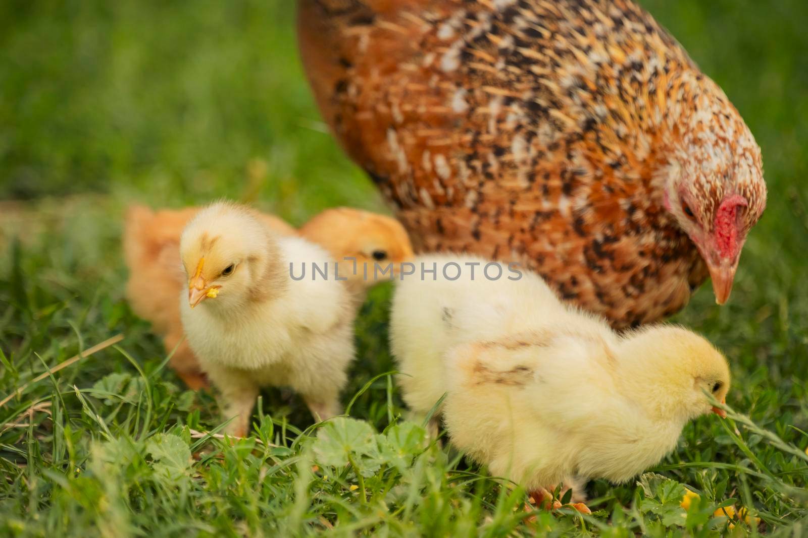 chickens with their mother walk on the grass, close-up