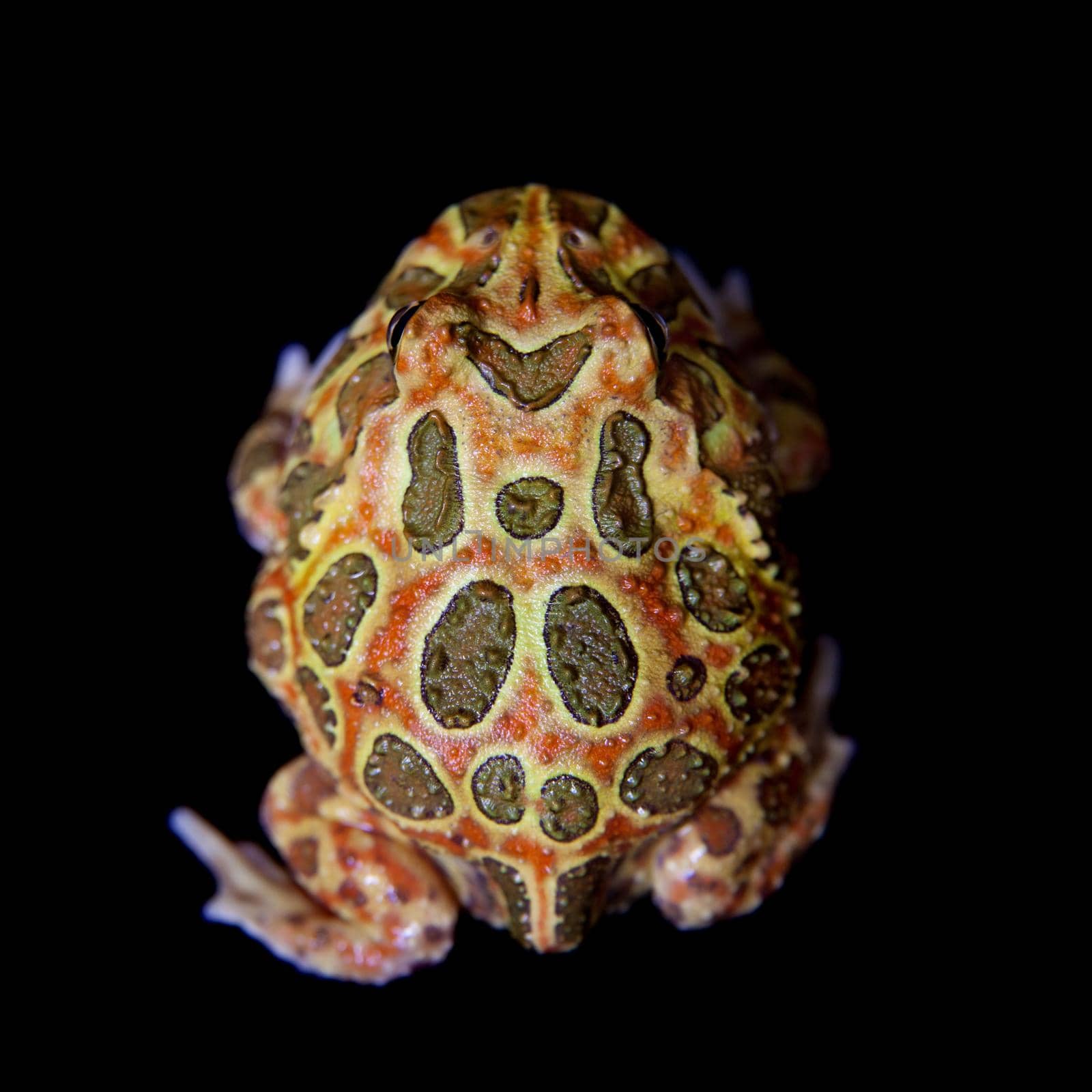 The chachoan horned frog isolated on black by RosaJay