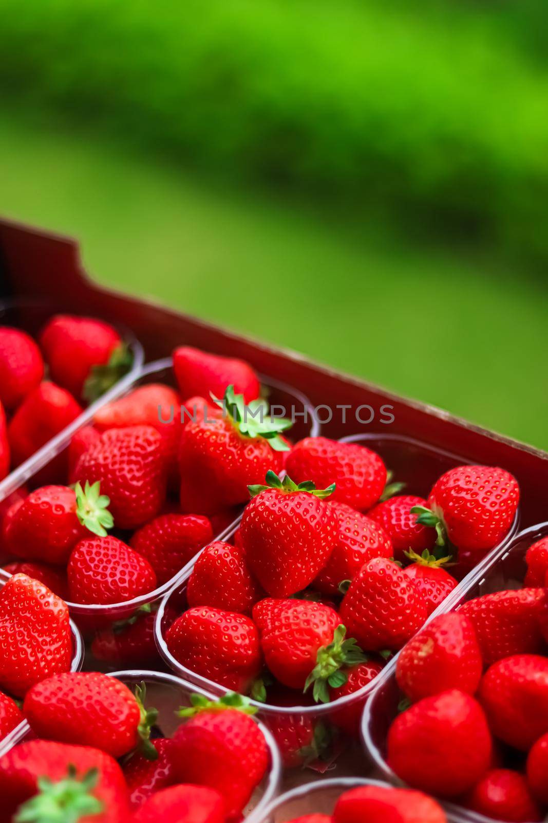 Strawberries packaged in box, sweet ripe perfect strawberry harvest, organic garden and agriculture concept