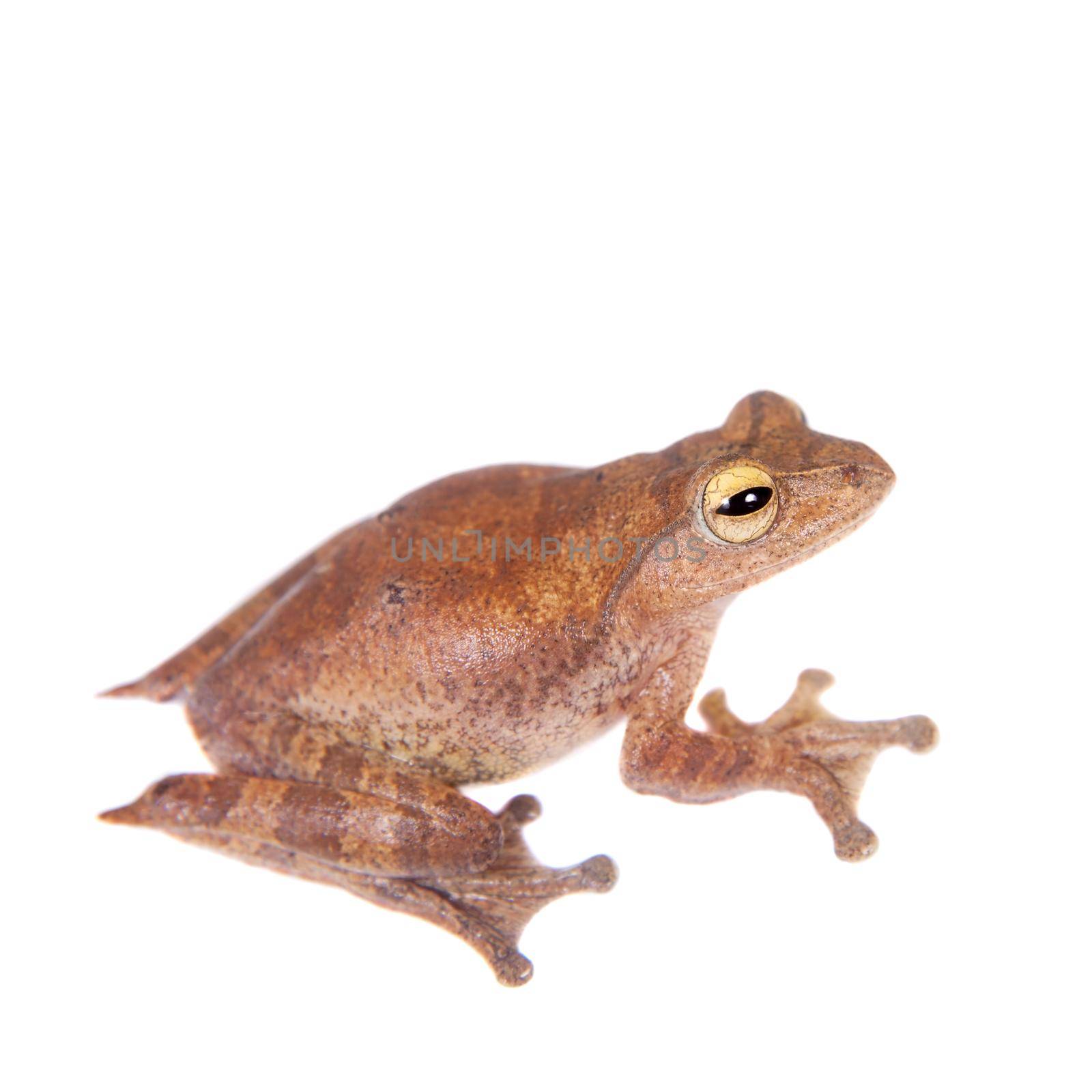 Rhacophorus robertingeri, rare species of flying tree frog, isolated on white background