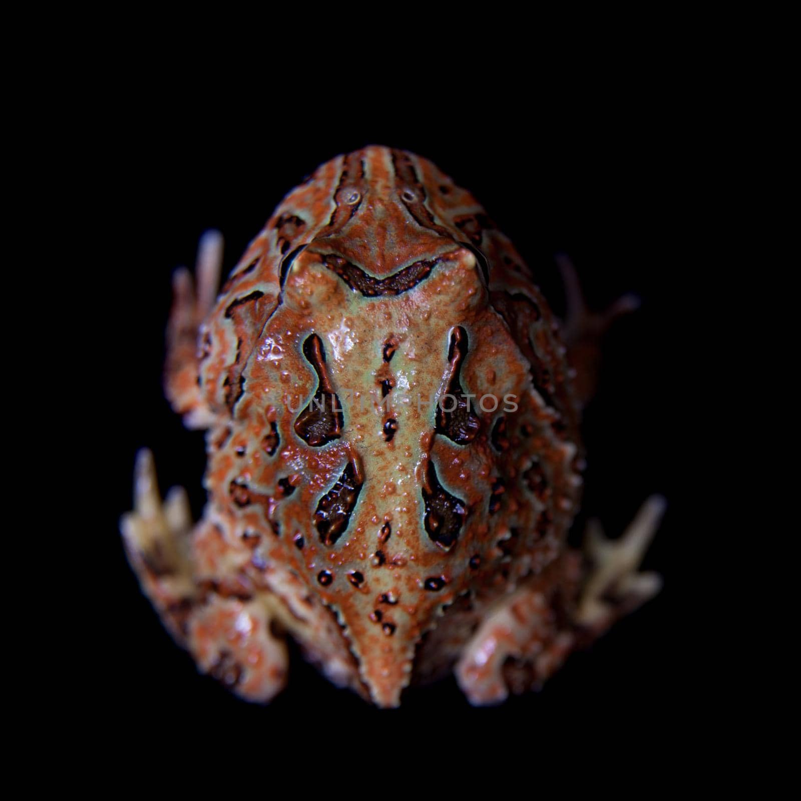 The Fantasy horned froglet isolated on black by RosaJay