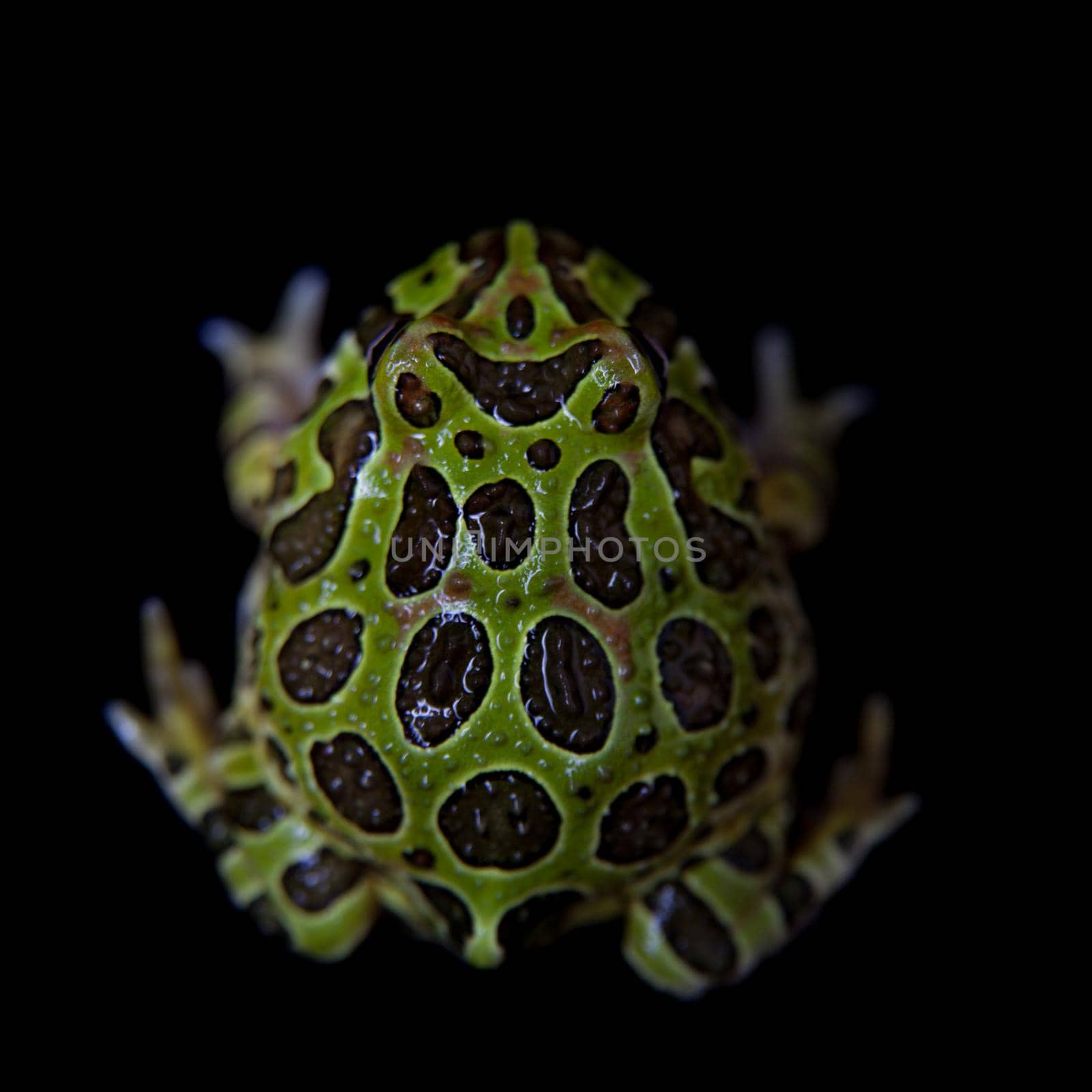 The Argentine horned froglet, Ceratophrys ornata, isolated on black background