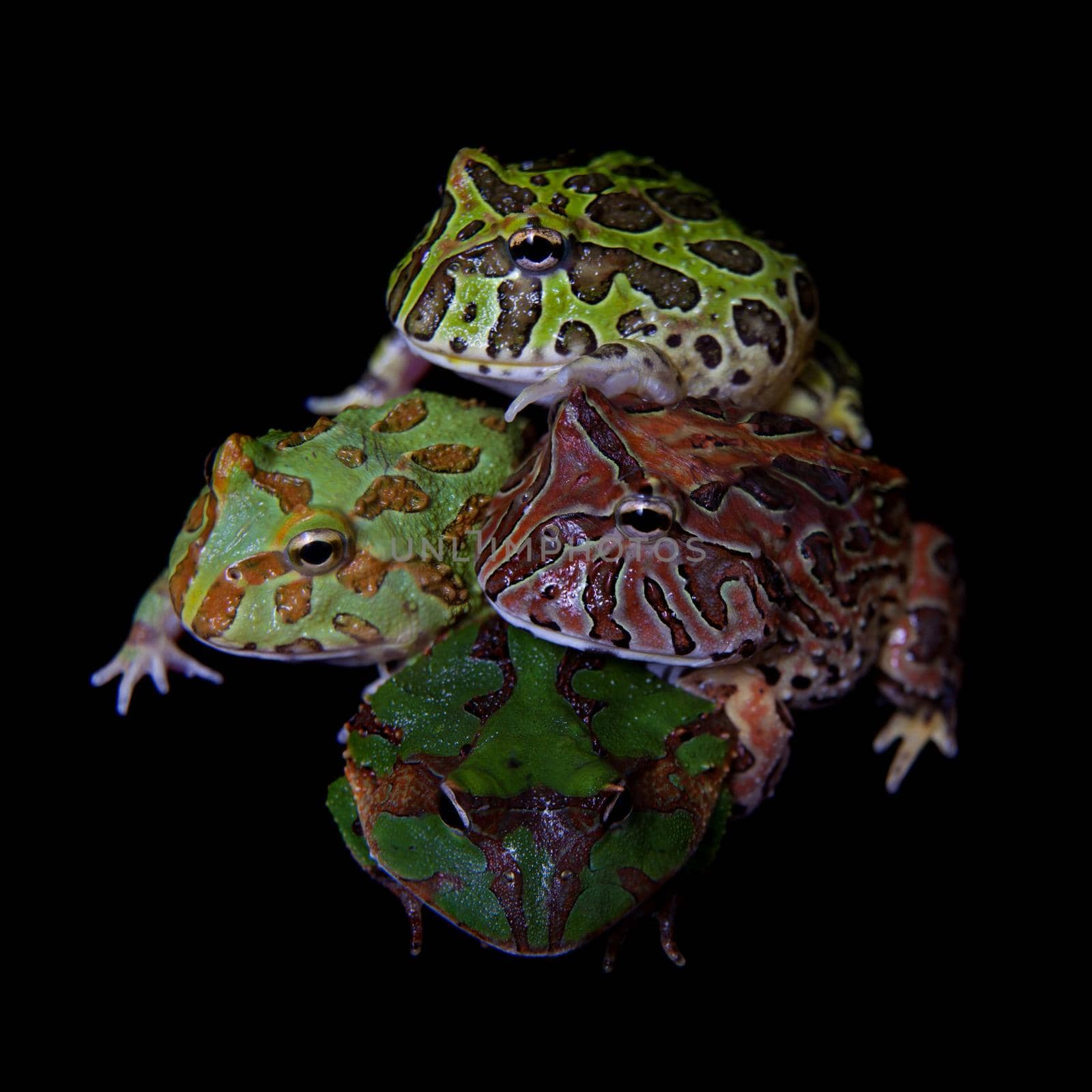 The pacman frogs, Ceratophrys genus, isolated on black background