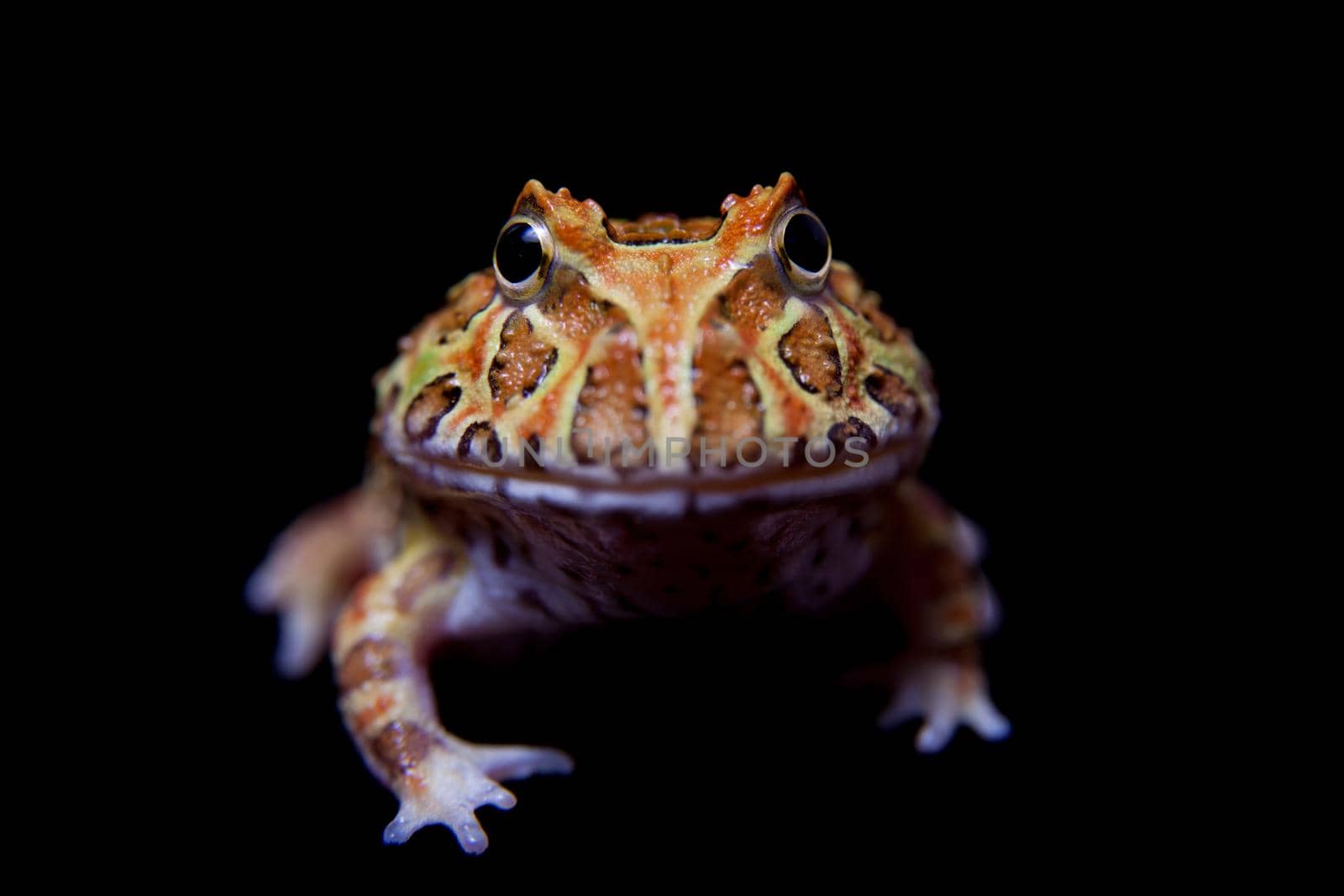 The chachoan horned frog, Ceratophrys cranwelli, isolated on black background