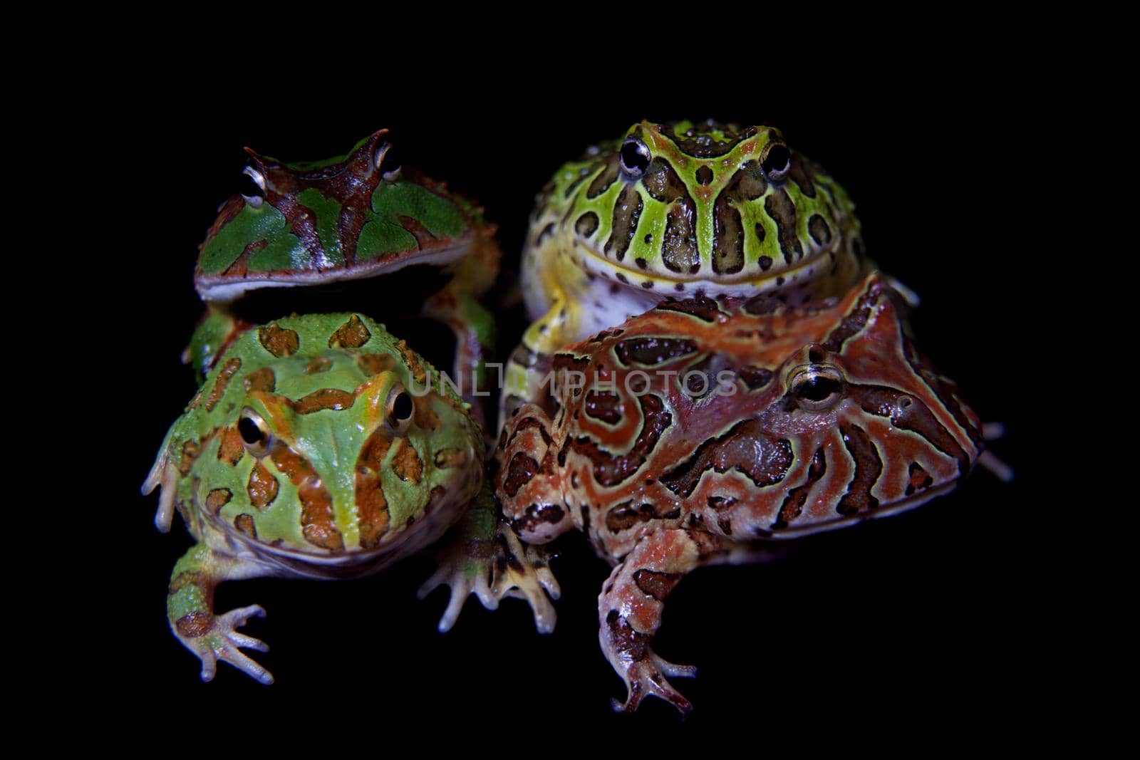 The pacman frogs, Ceratophrys genus, isolated on black background