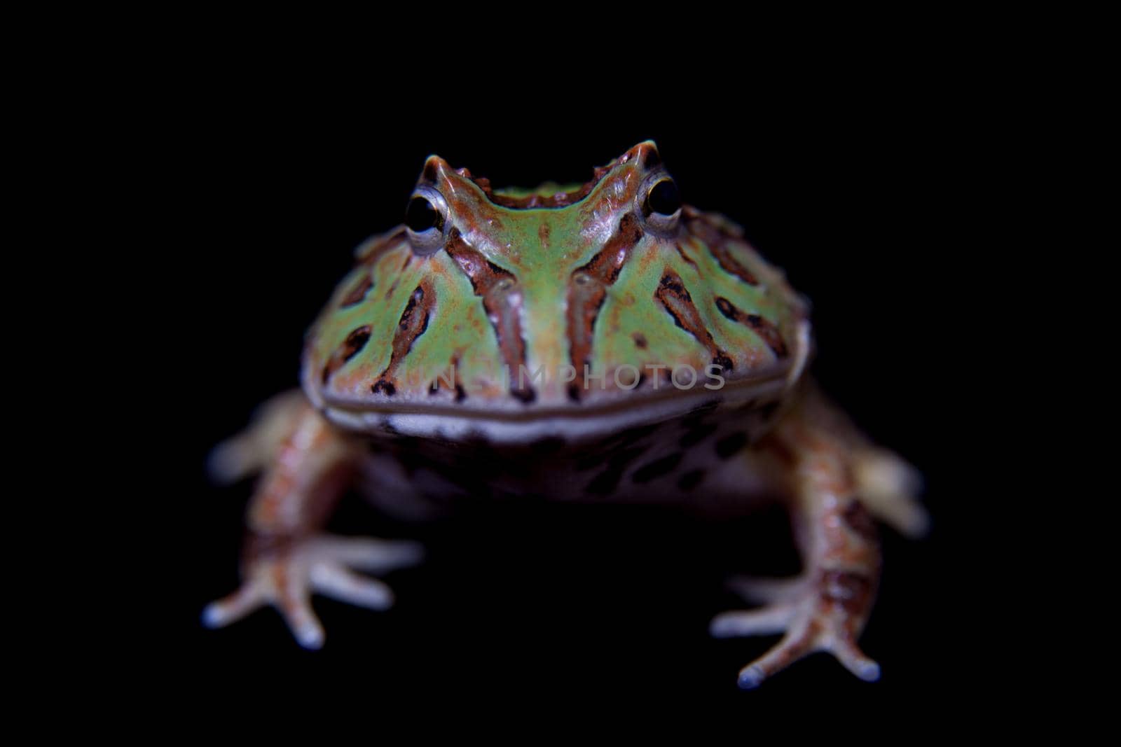 The Fantasy horned froglet isolated on black background