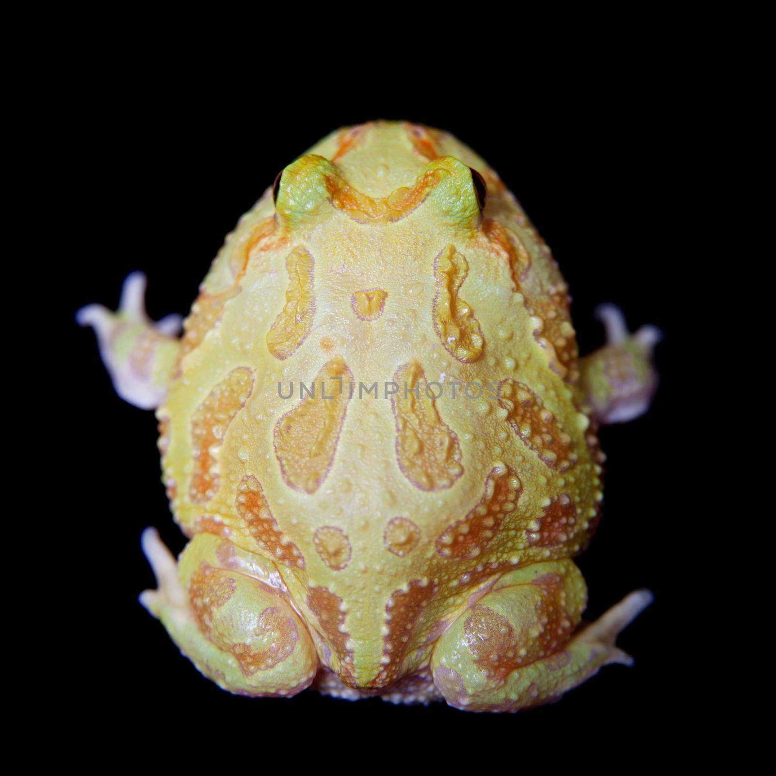The chachoan horned frog, Ceratophrys cranwelli, isolated on black background