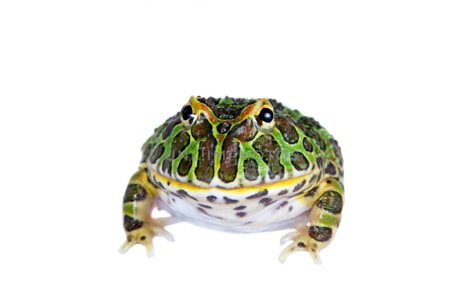 The Argentine horned froglet, Ceratophrys ornata, isolated on white background