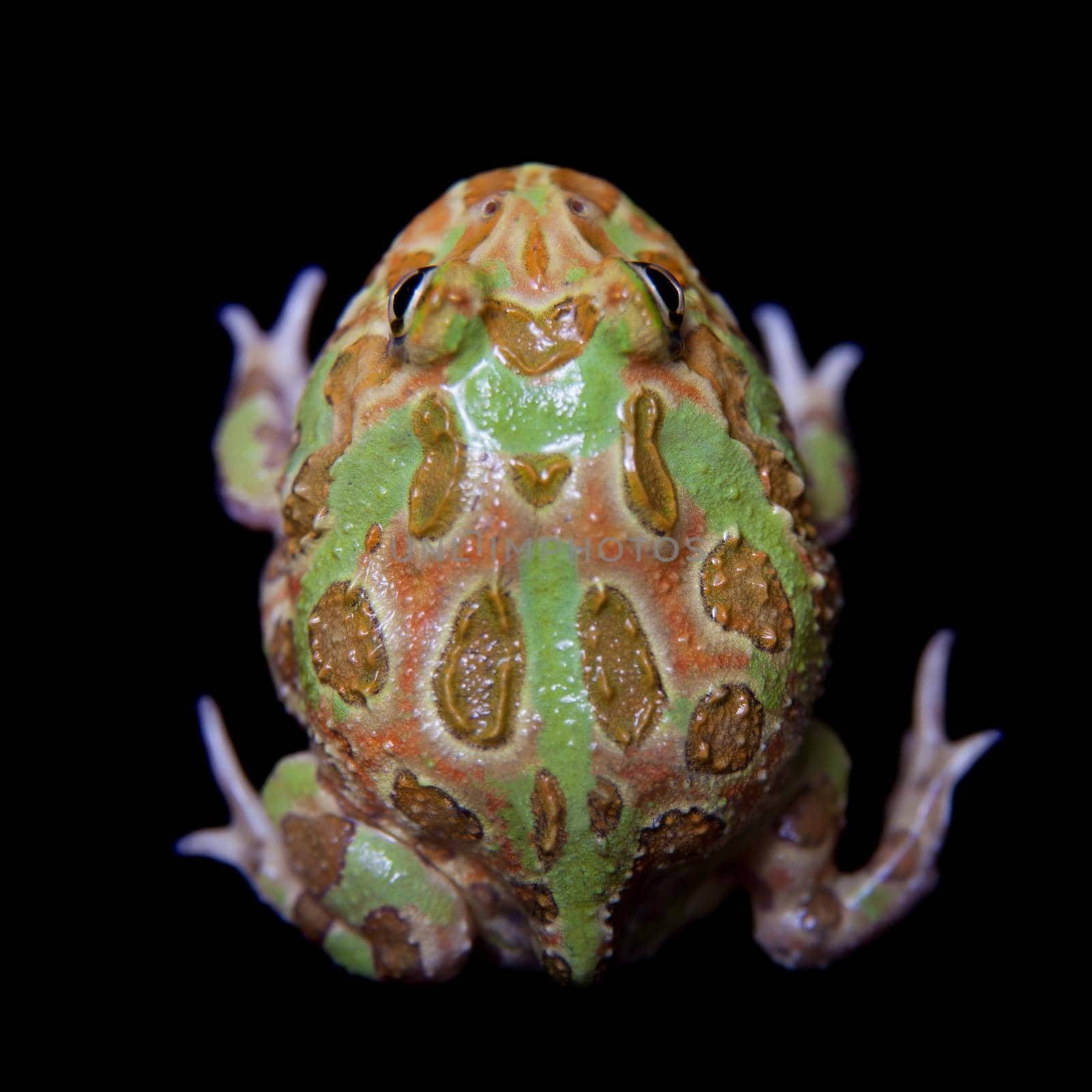 The chachoan horned frog, Ceratophrys cranwelli, isolated on black background