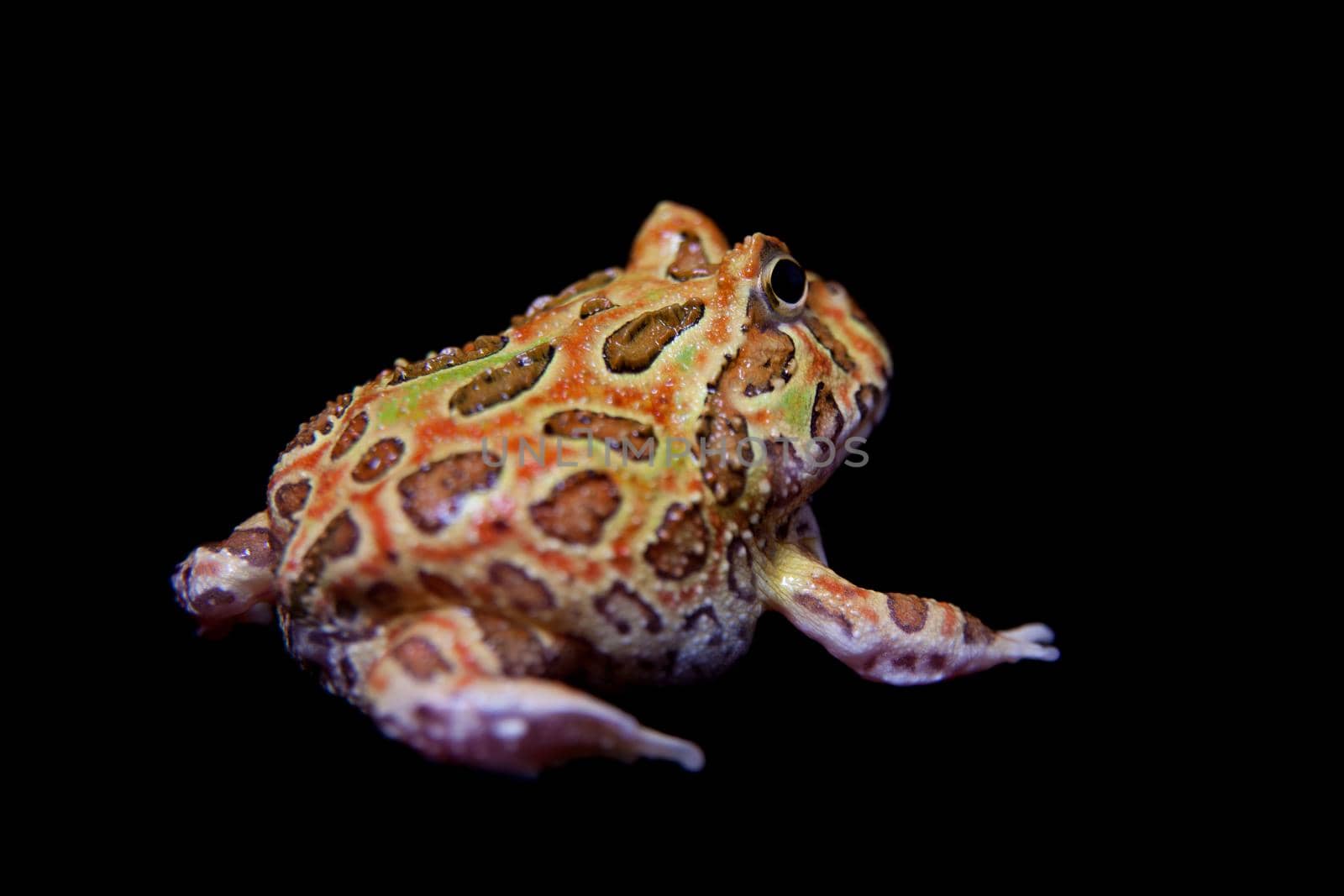 The chachoan horned frog, Ceratophrys cranwelli, isolated on black background