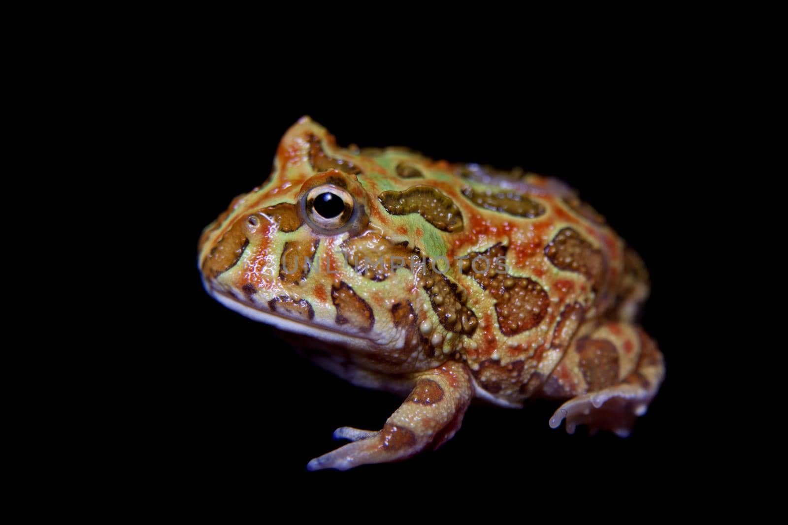 The chachoan horned frog, Ceratophrys cranwelli, isolated on black background