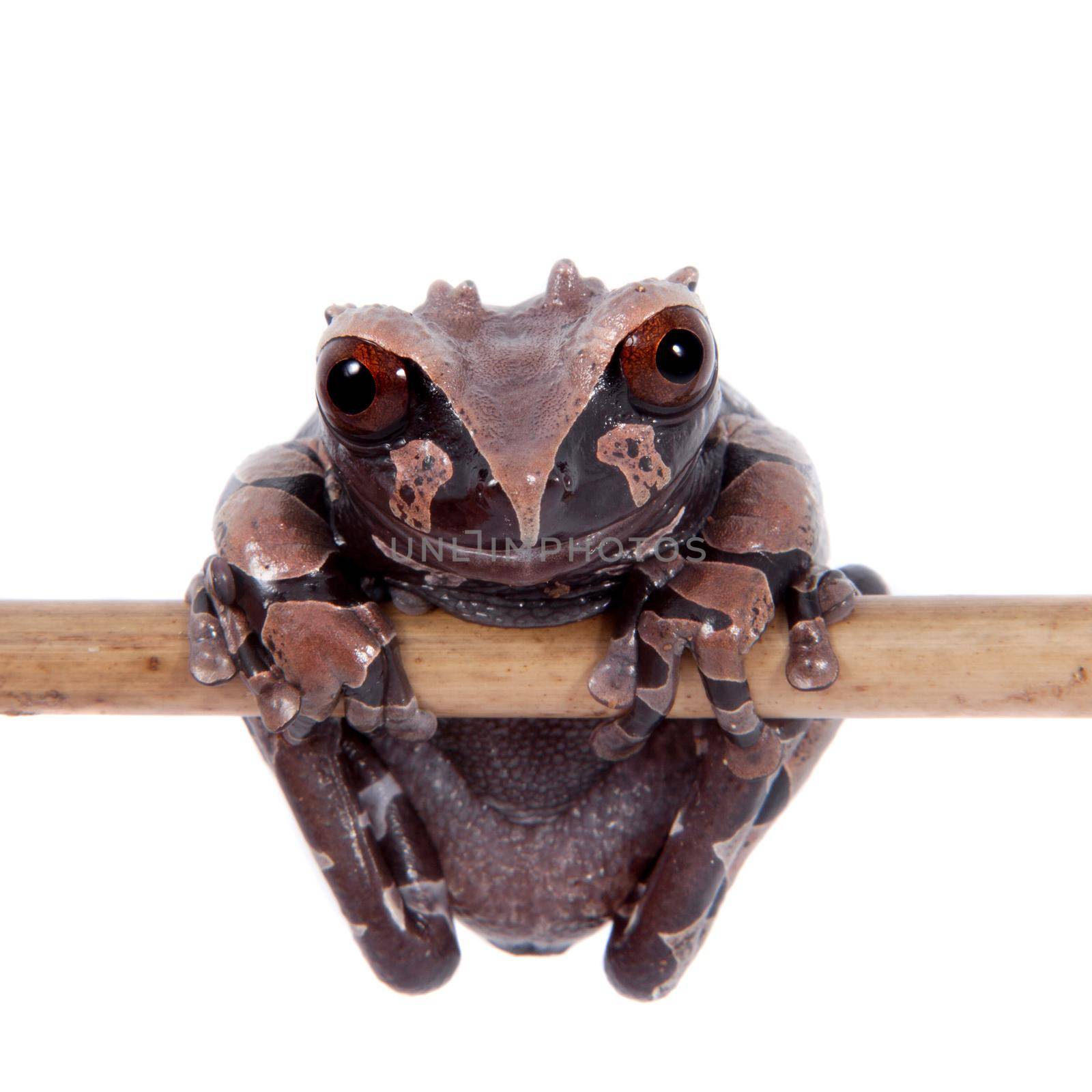 The spiny-headed tree frog, Anotheca spinosa, isolated on white