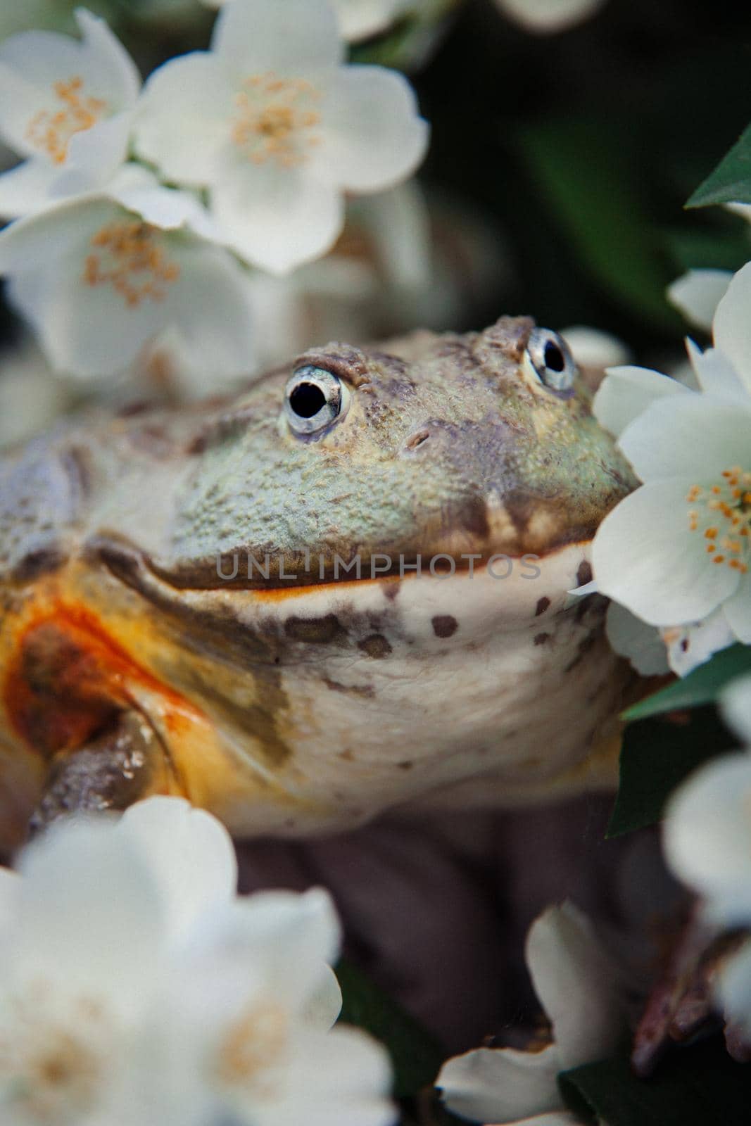 The African bullfrog, adult male with philadelphus flower bush by RosaJay