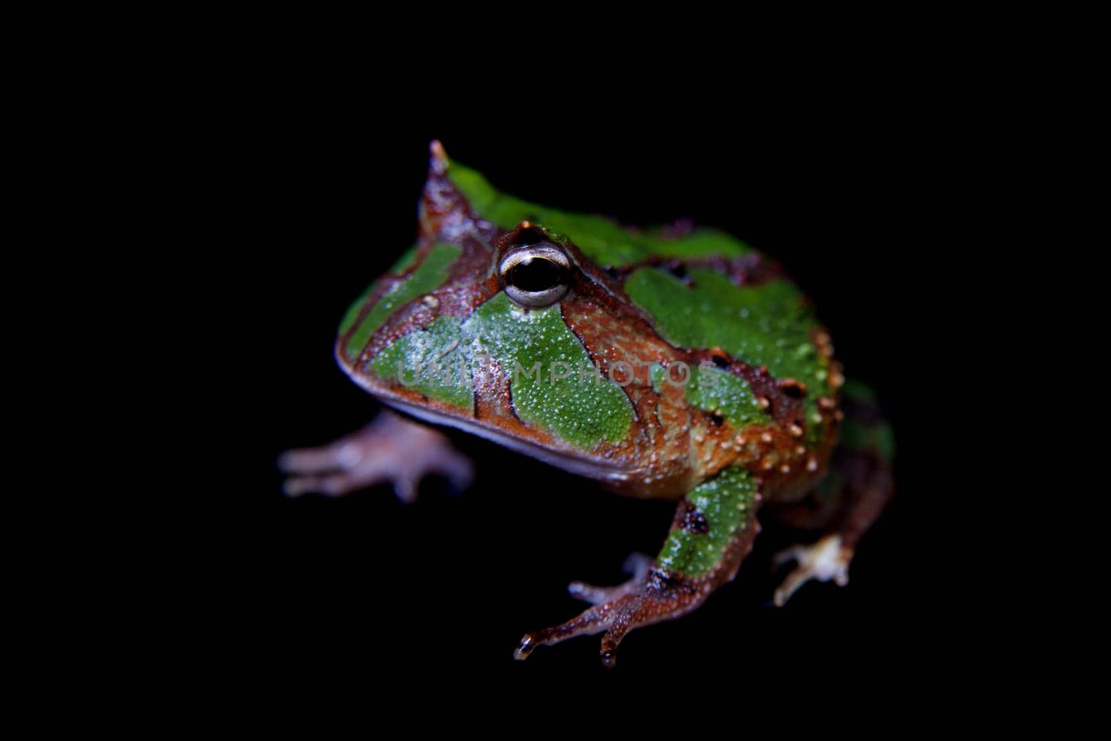 The Amazonian horned froglet isolated on black by RosaJay