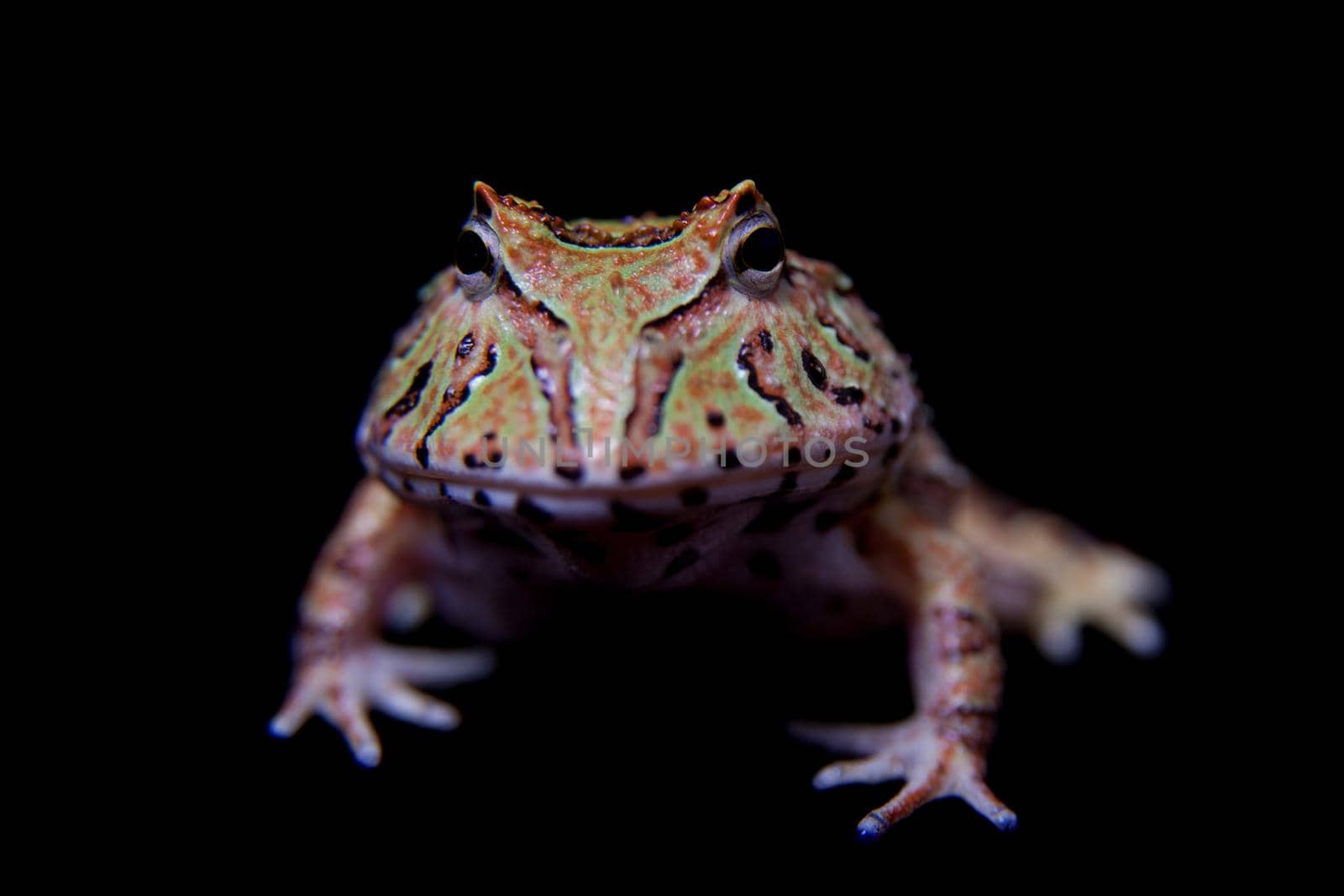 The Fantasy horned froglet isolated on black by RosaJay