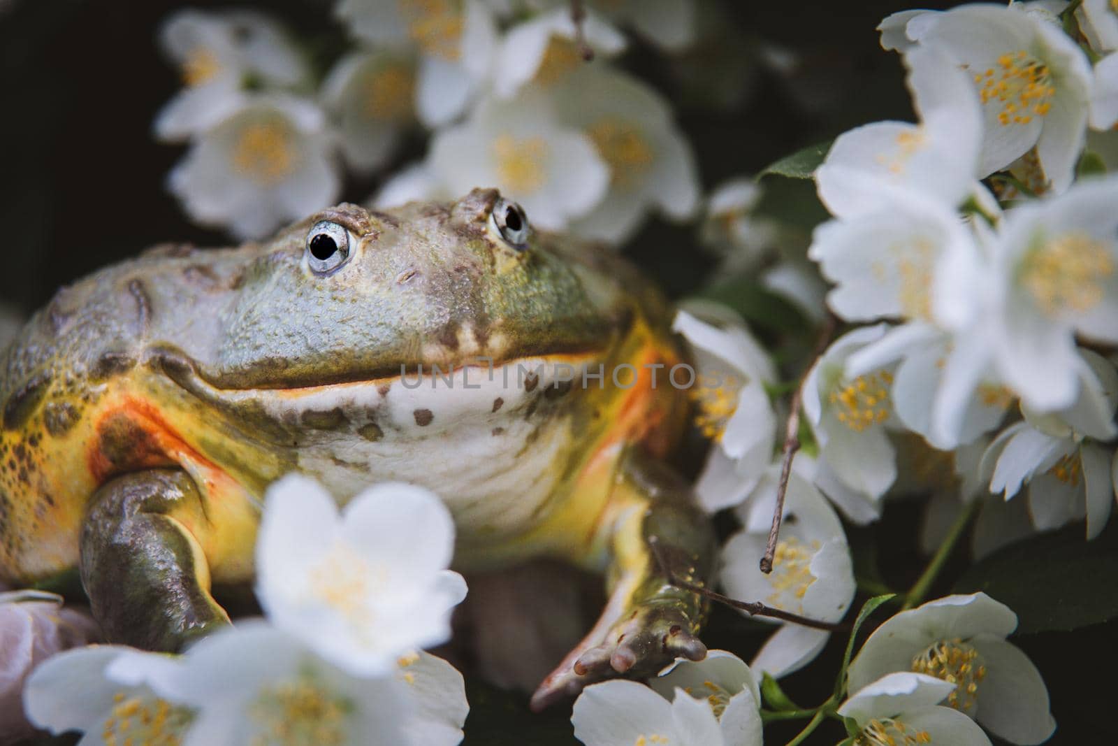 The African bullfrog, Pyxicephalus adspersus, with philadelphus flower bush