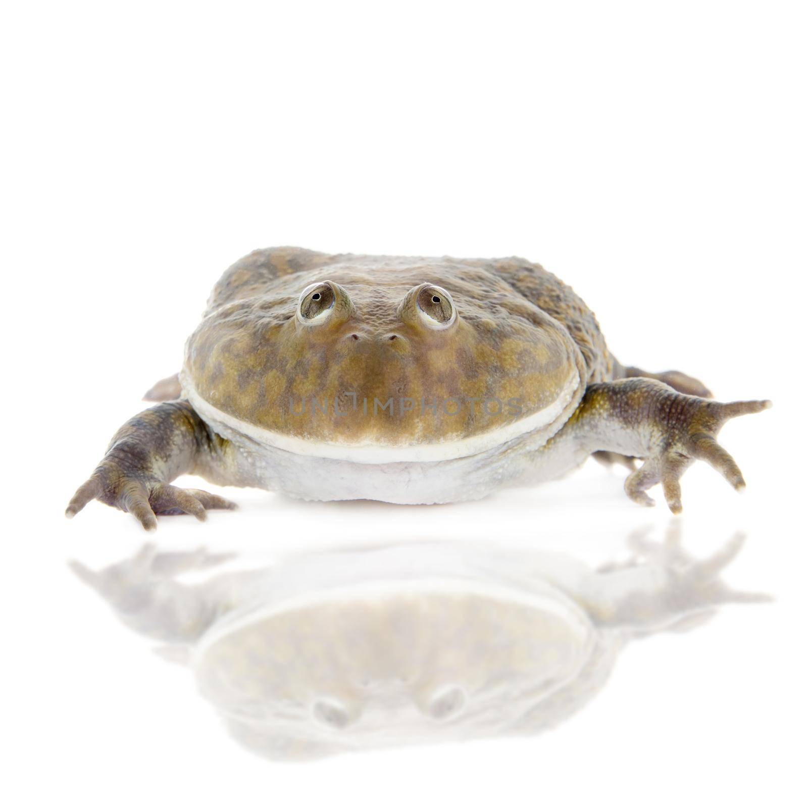 The Budgett's or hippo frog, Lepidobatrachus laevis, on white by RosaJay