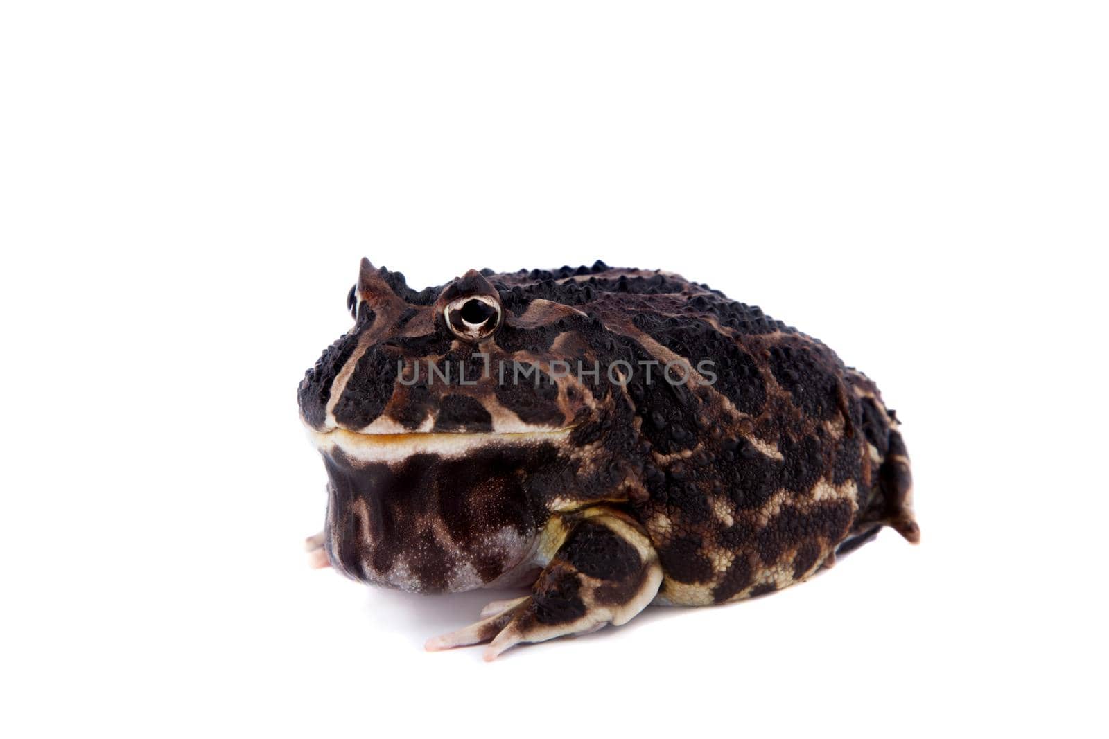 The Argentine horned frog, Ceratophrys ornata, isolated on white background