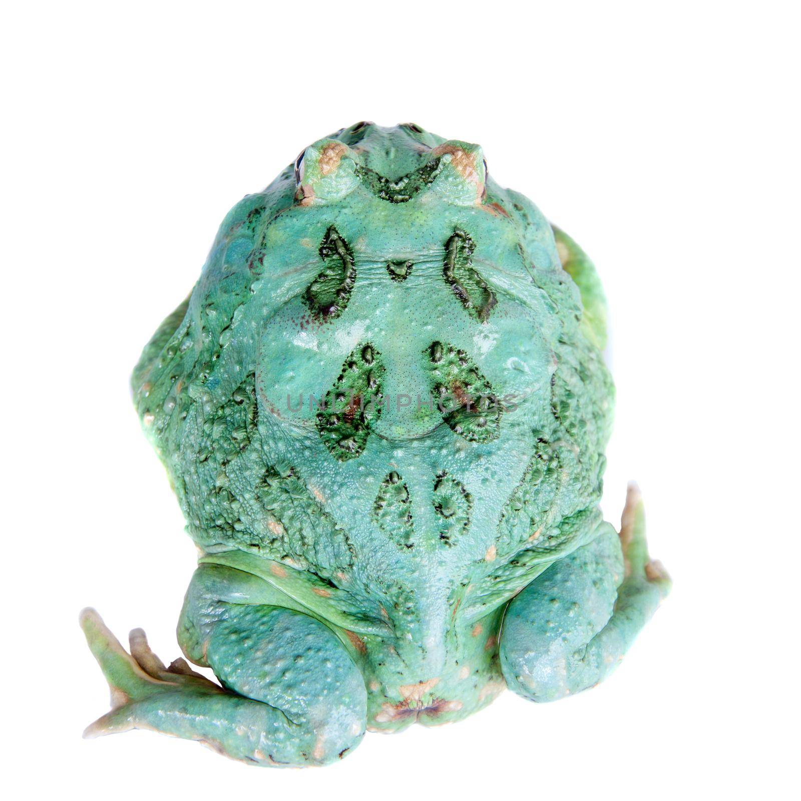 The chachoan horned frog, Ceratophrys cranwelli, isolated on white background