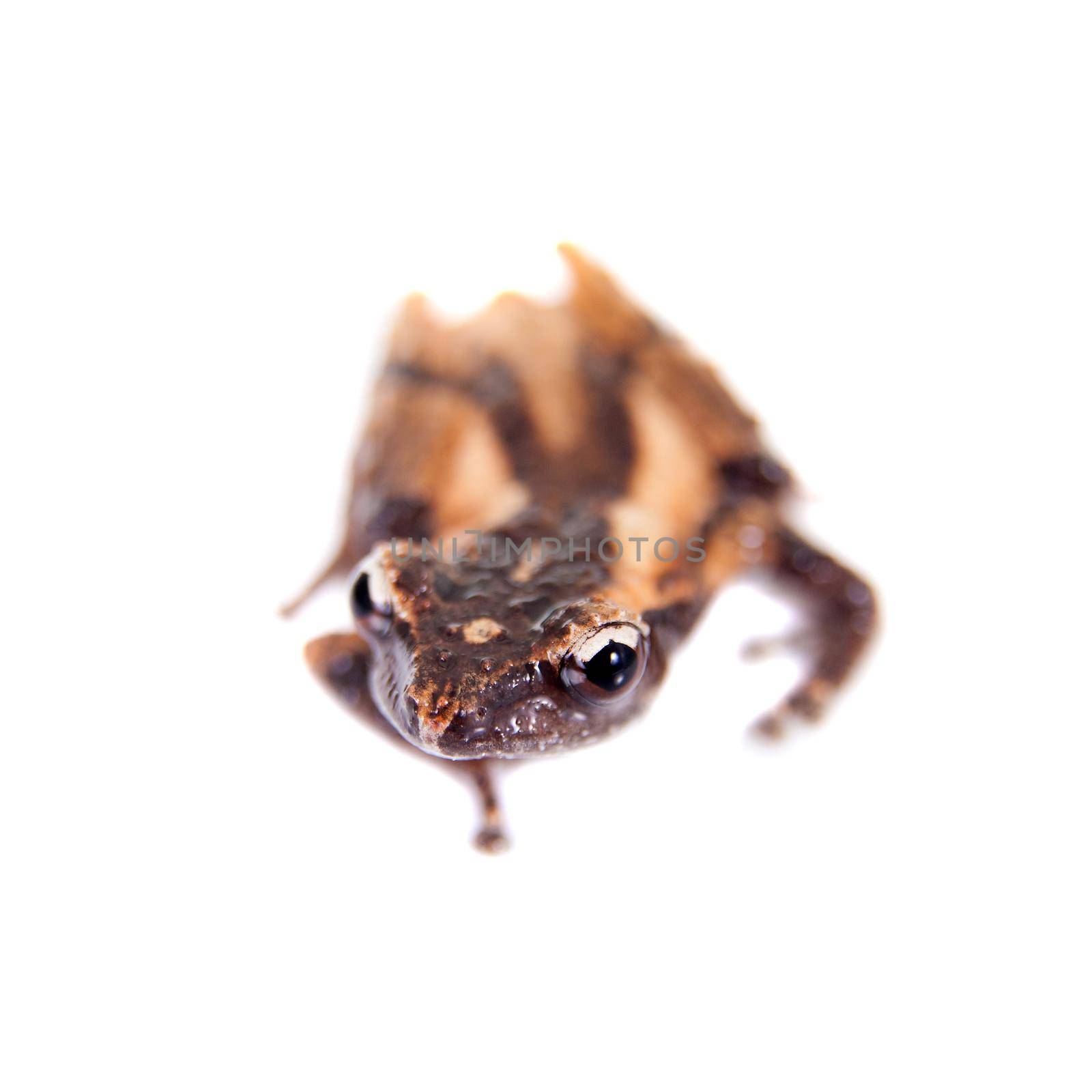 Theloderma trongsinense, rare spieces of frog on white by RosaJay