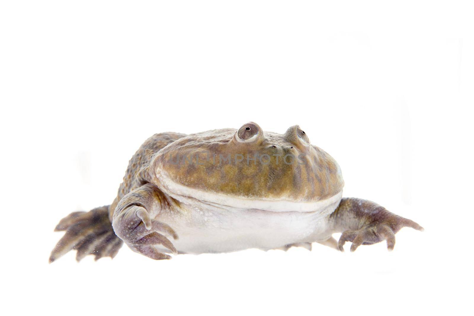 The Budgett's frog, wide-mouth frog, or hippo frog, Lepidobatrachus laevis, isolated on white background