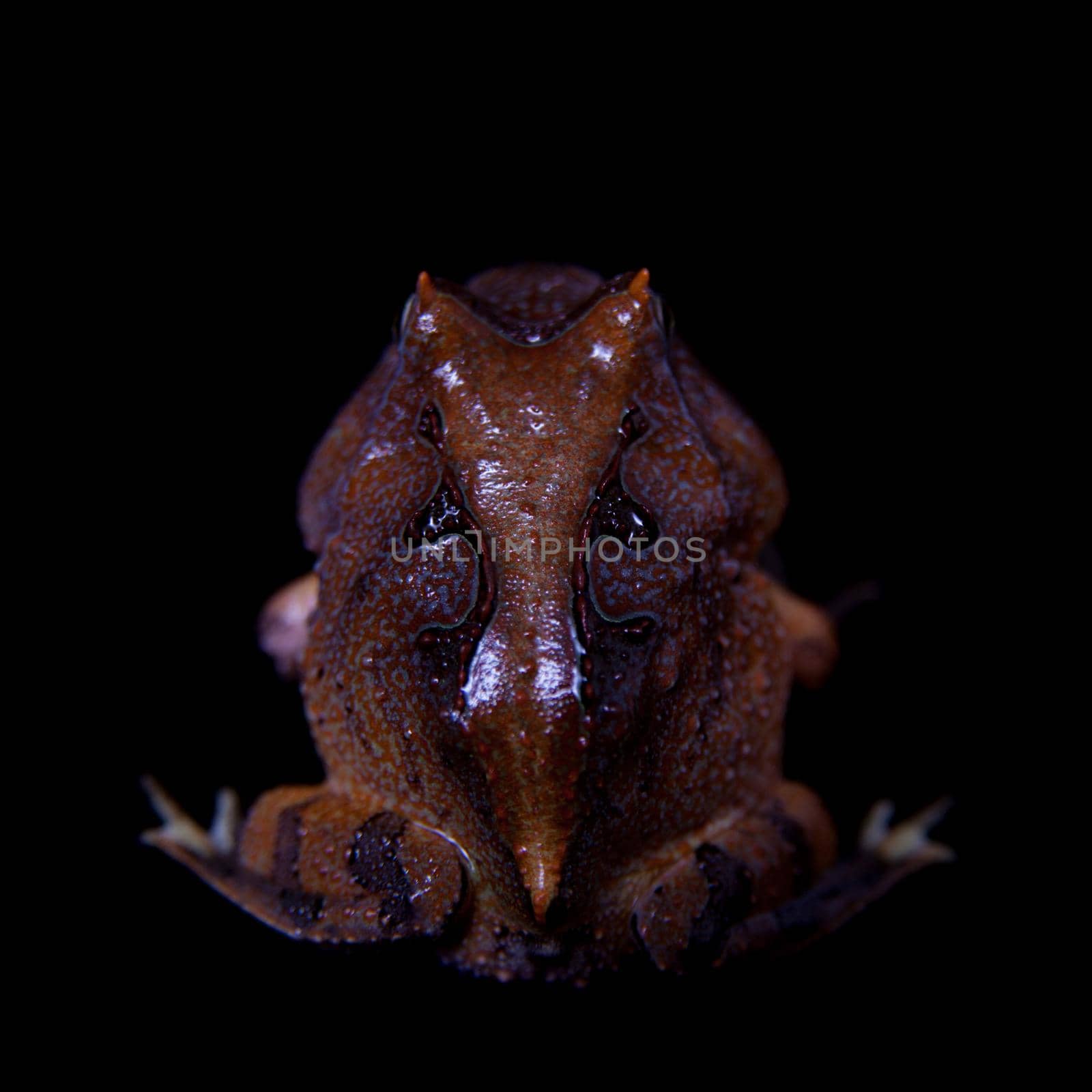 The Amazonian horned froglet, Ceratophrys cornuta, isolated on black background